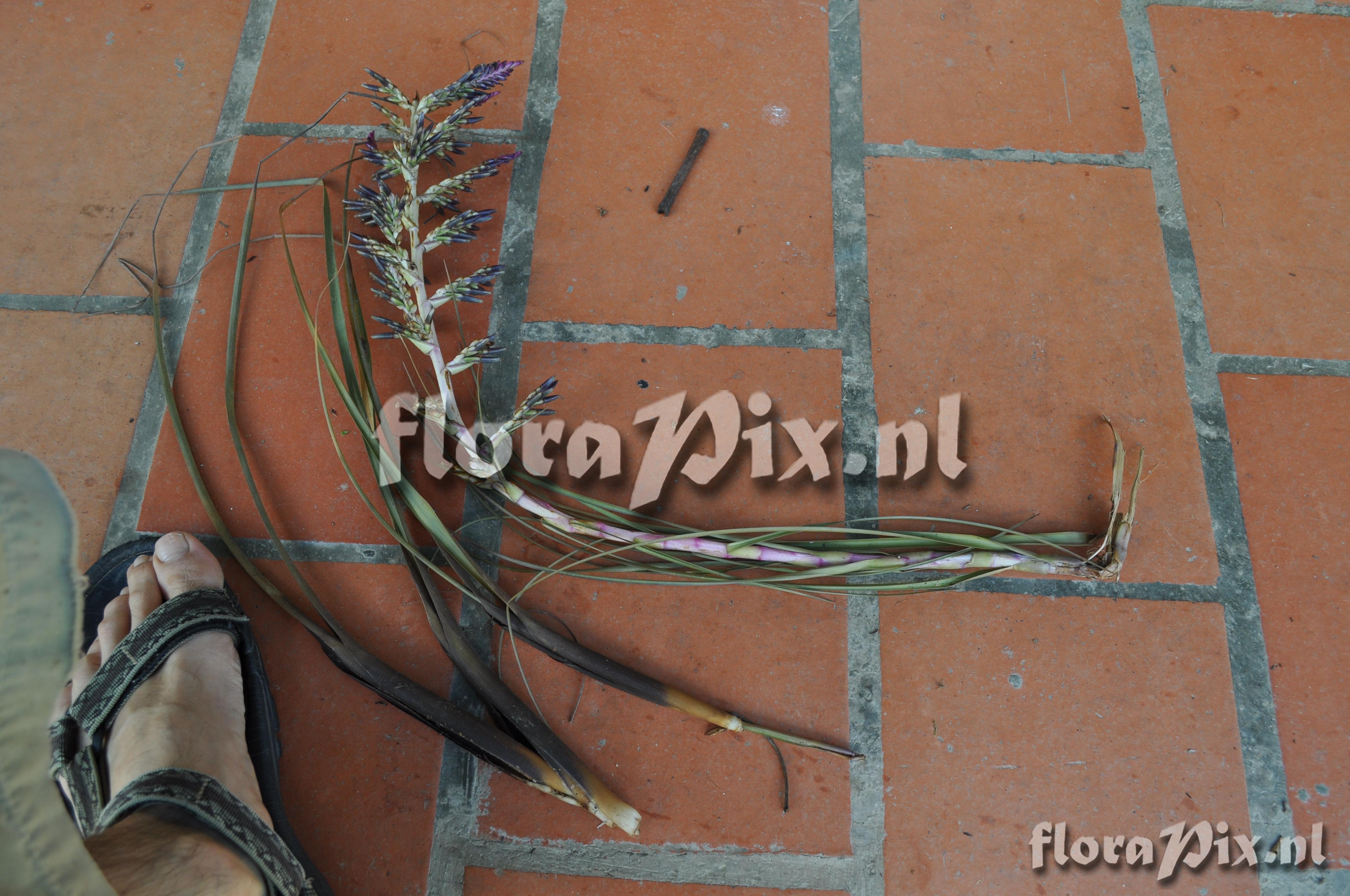 Tillandsia laminata 