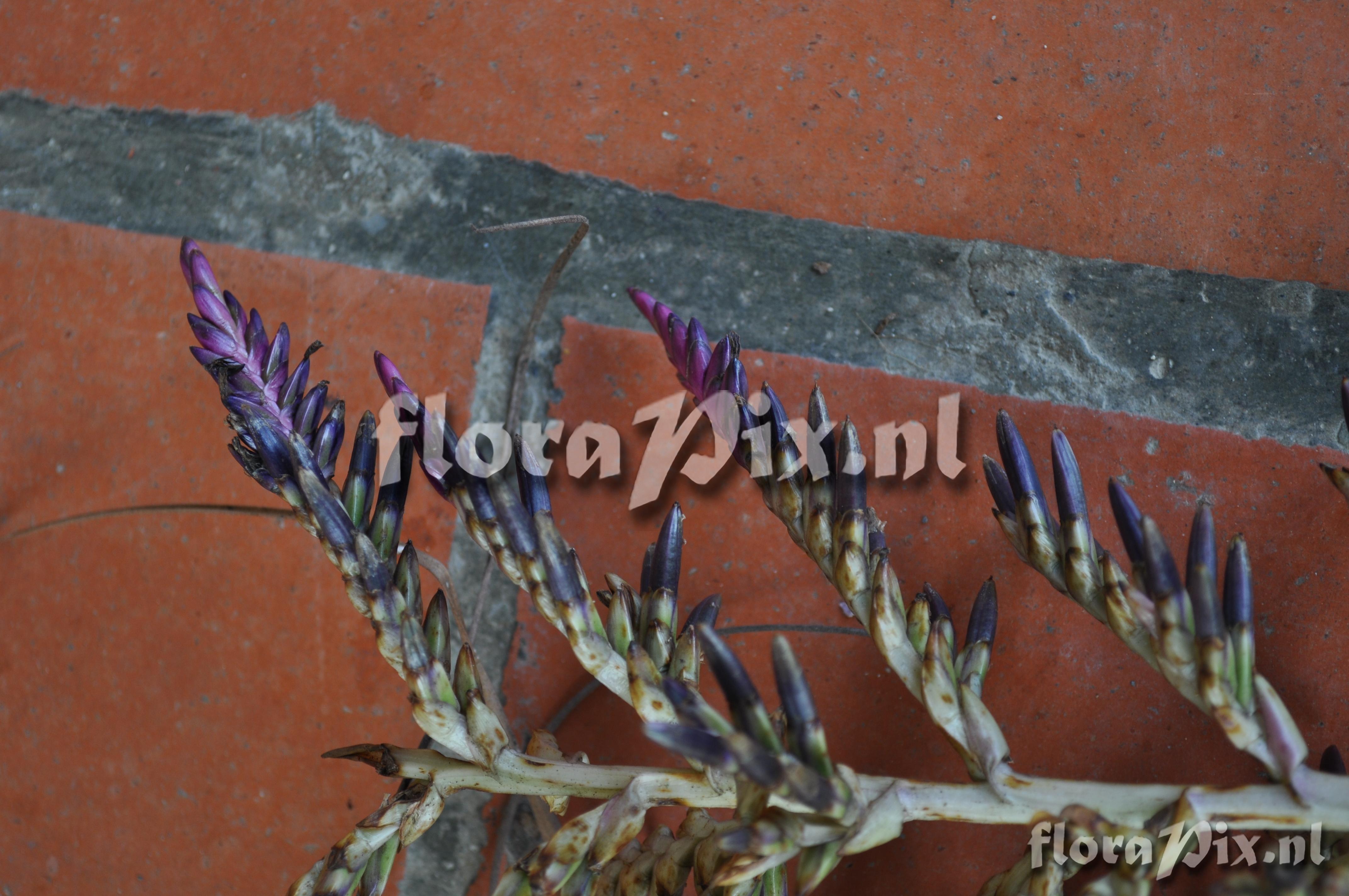 Tillandsia laminata 