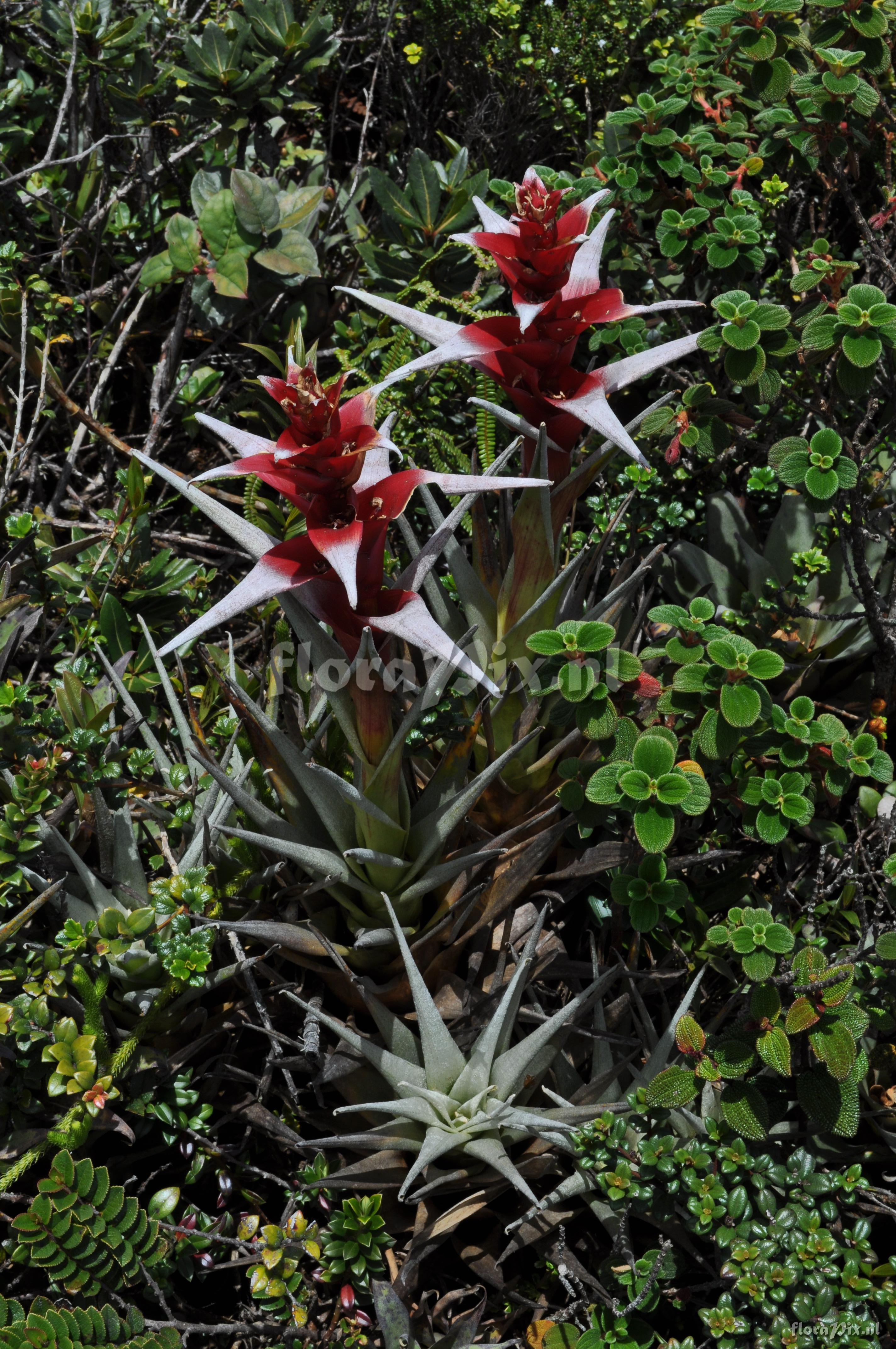 Guzmania aff. lychnis