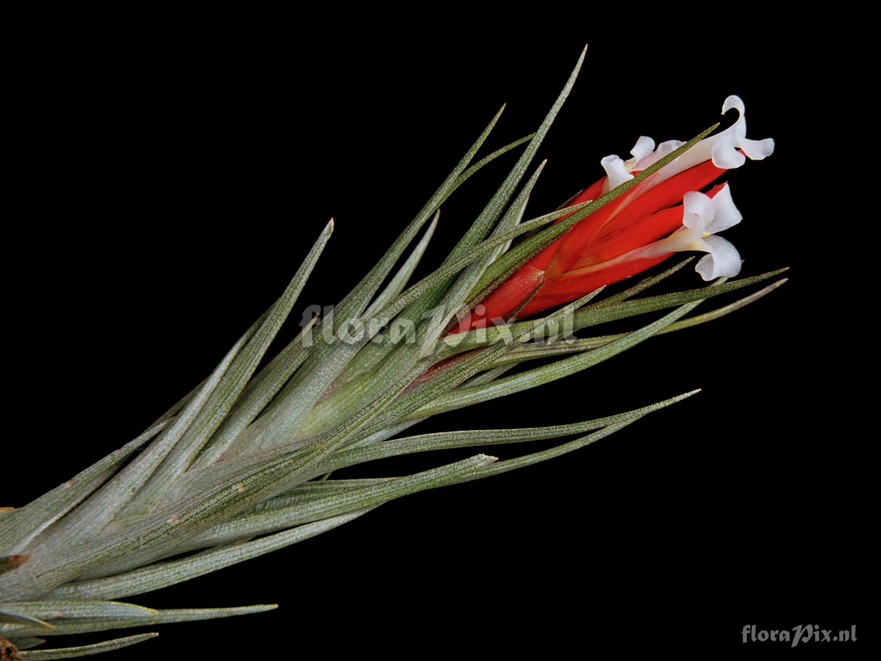 Tillandsia caulescens