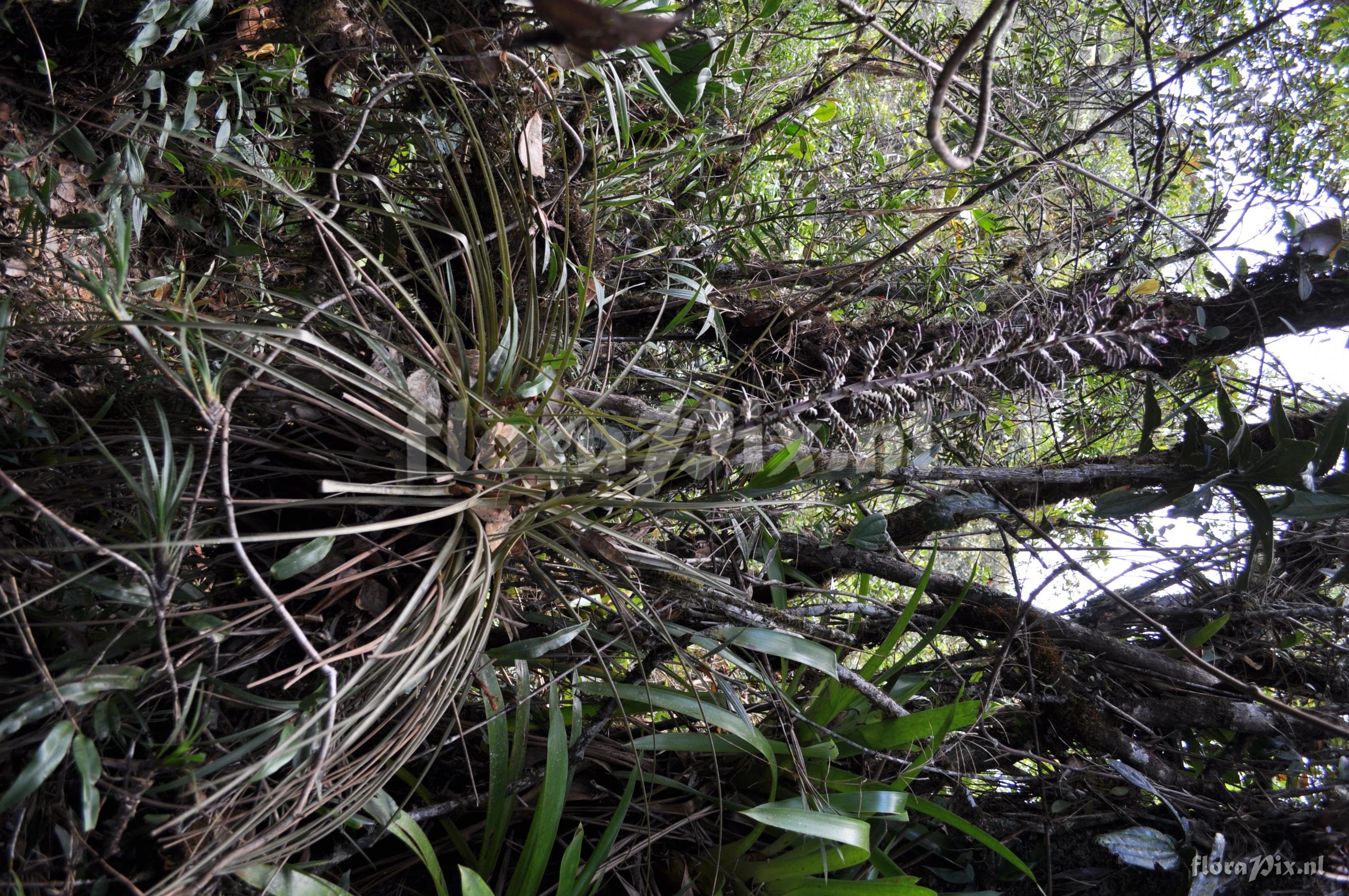 Tillandsia laminata