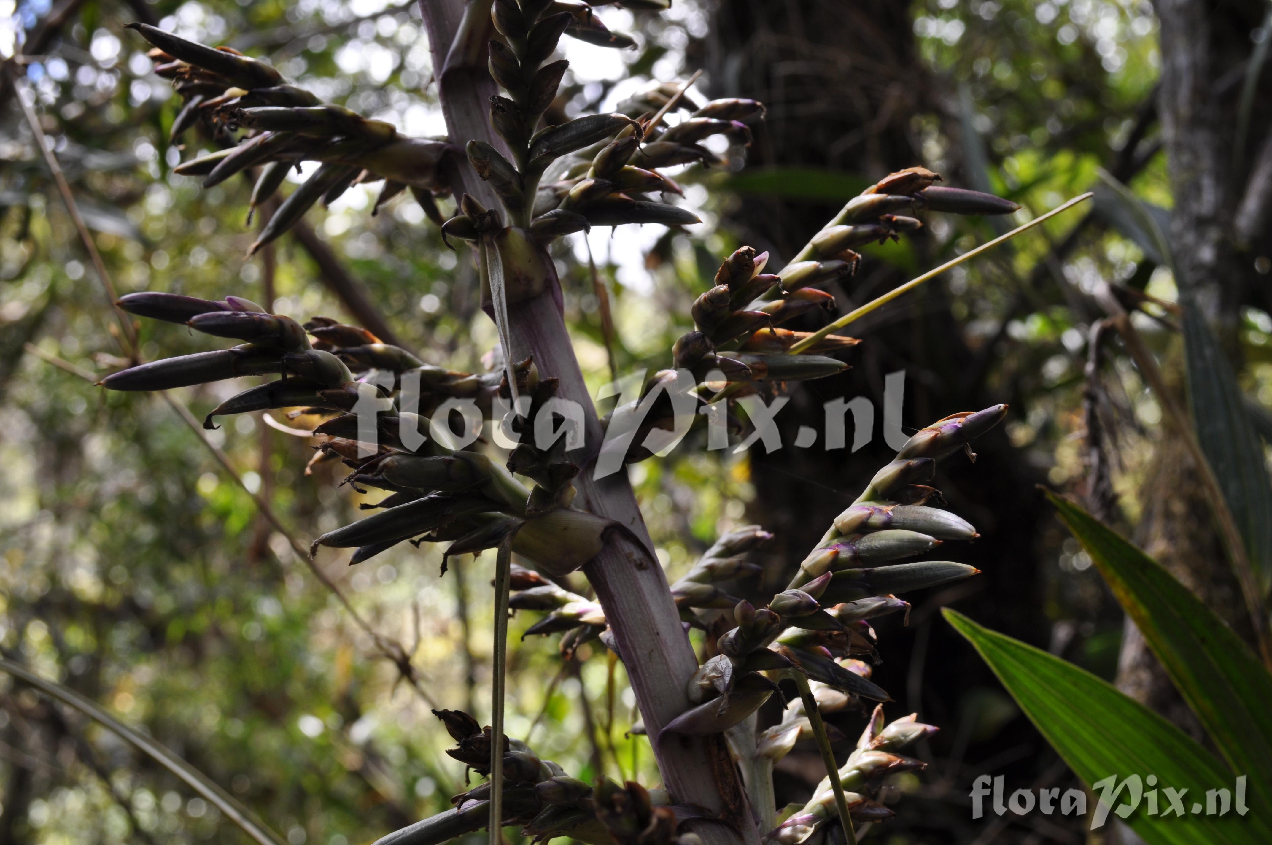 Tillandsia laminata 