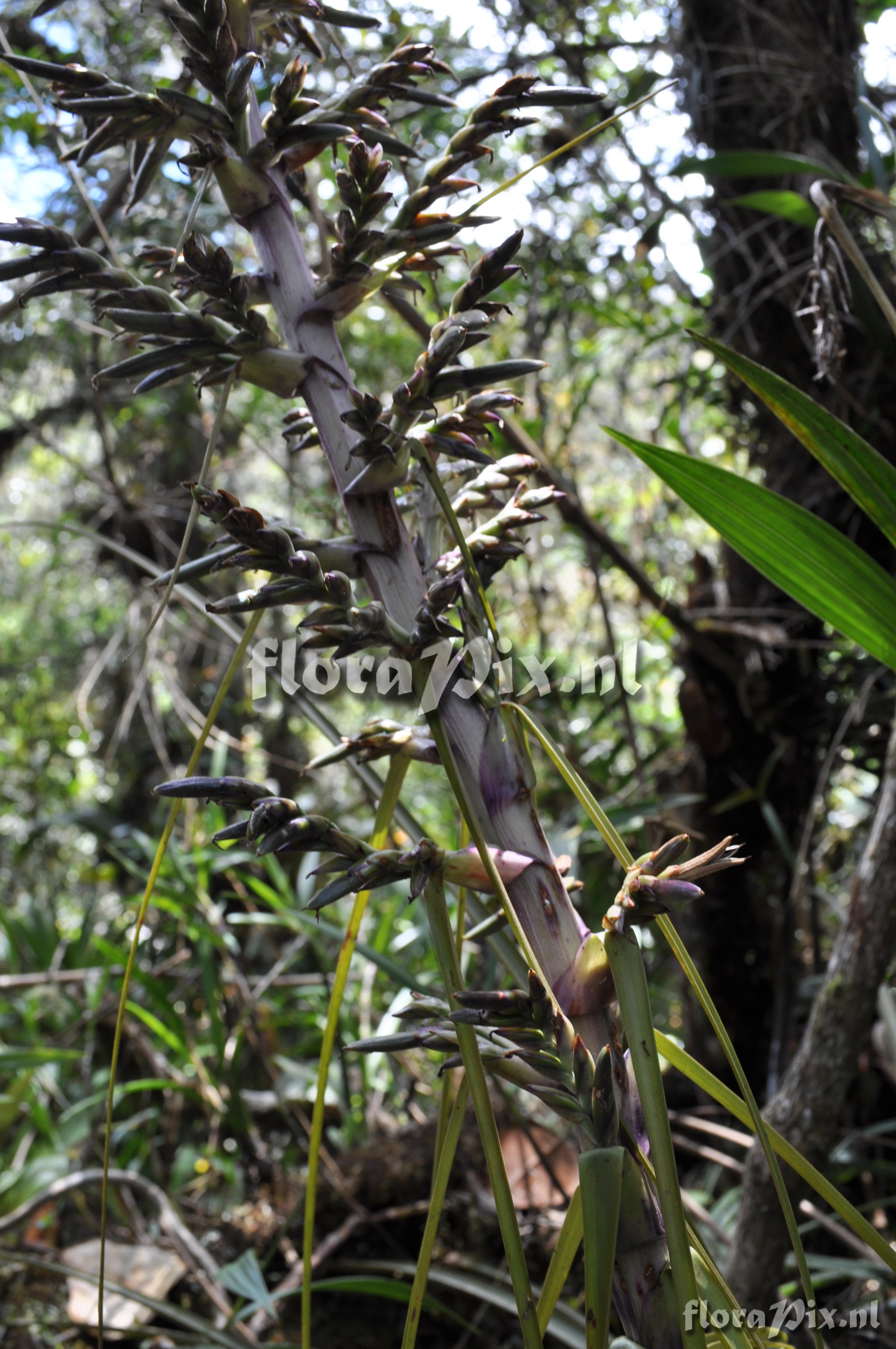 Tillandsia laminata 