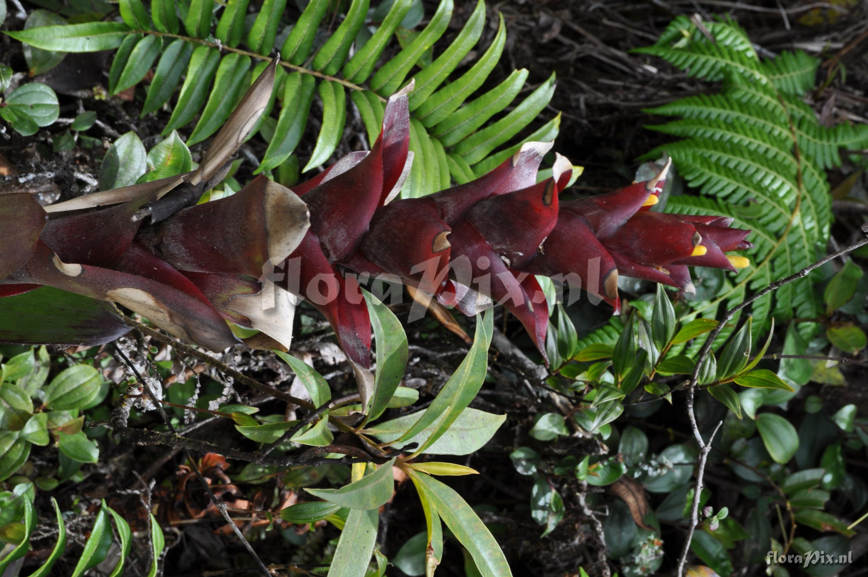 Guzmania lychnis