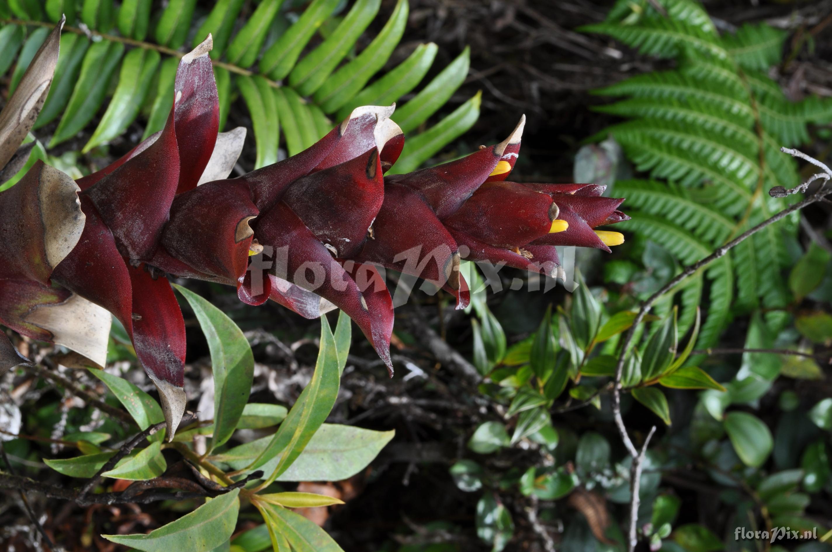 Guzmania lychnis