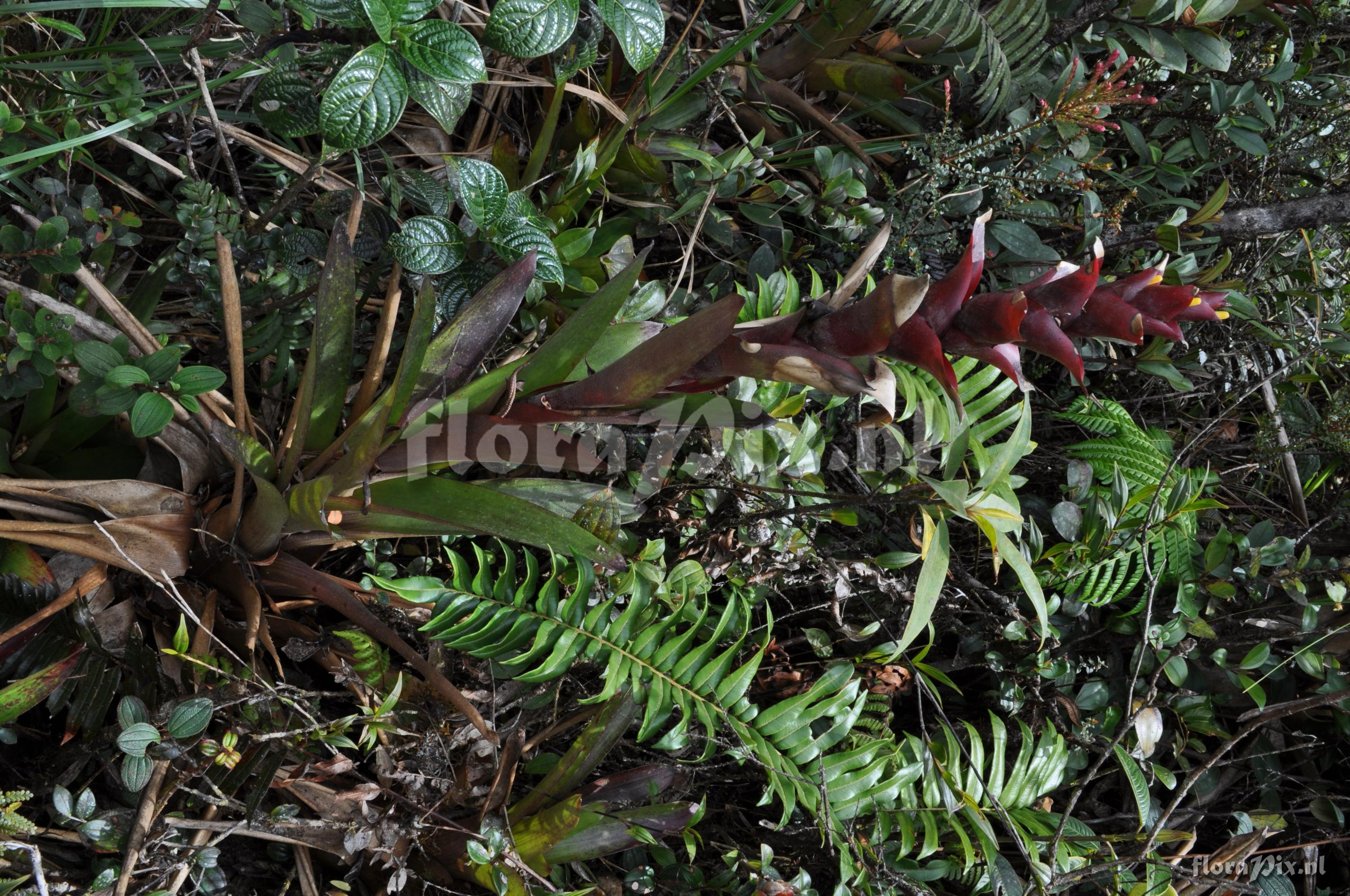 Guzmania lychnis