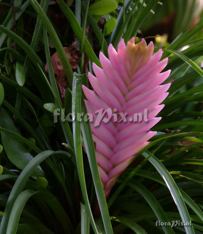 Tillandsia cyanea