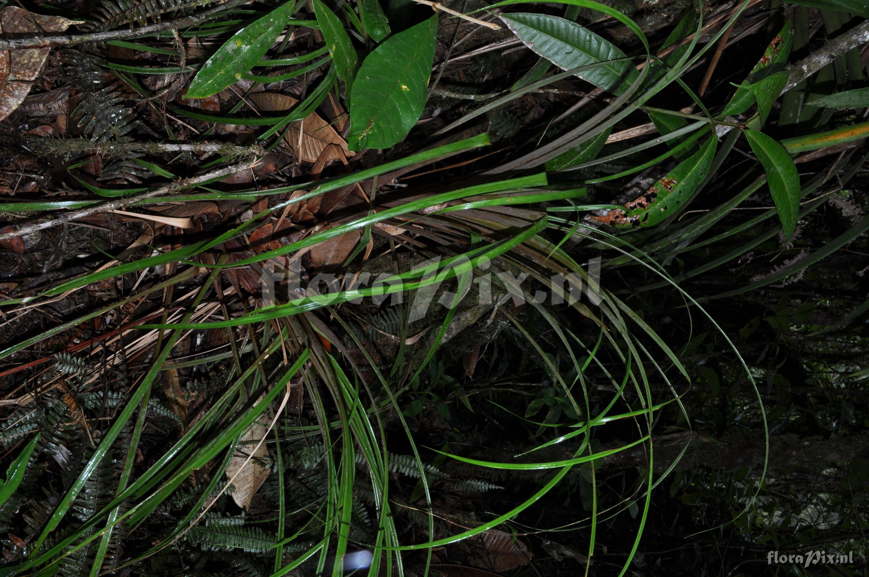 Guzmania  