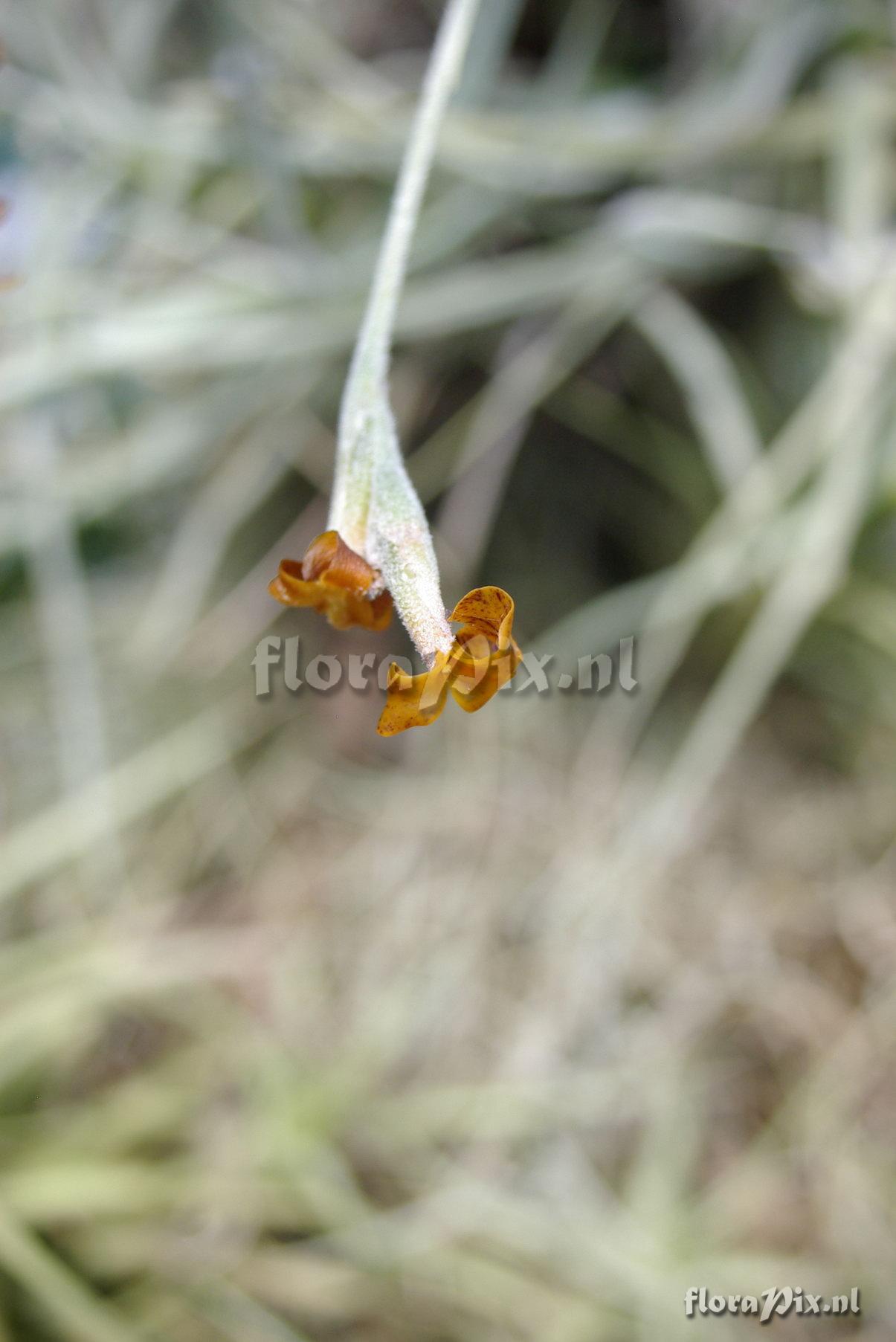 Tillandsia crocata