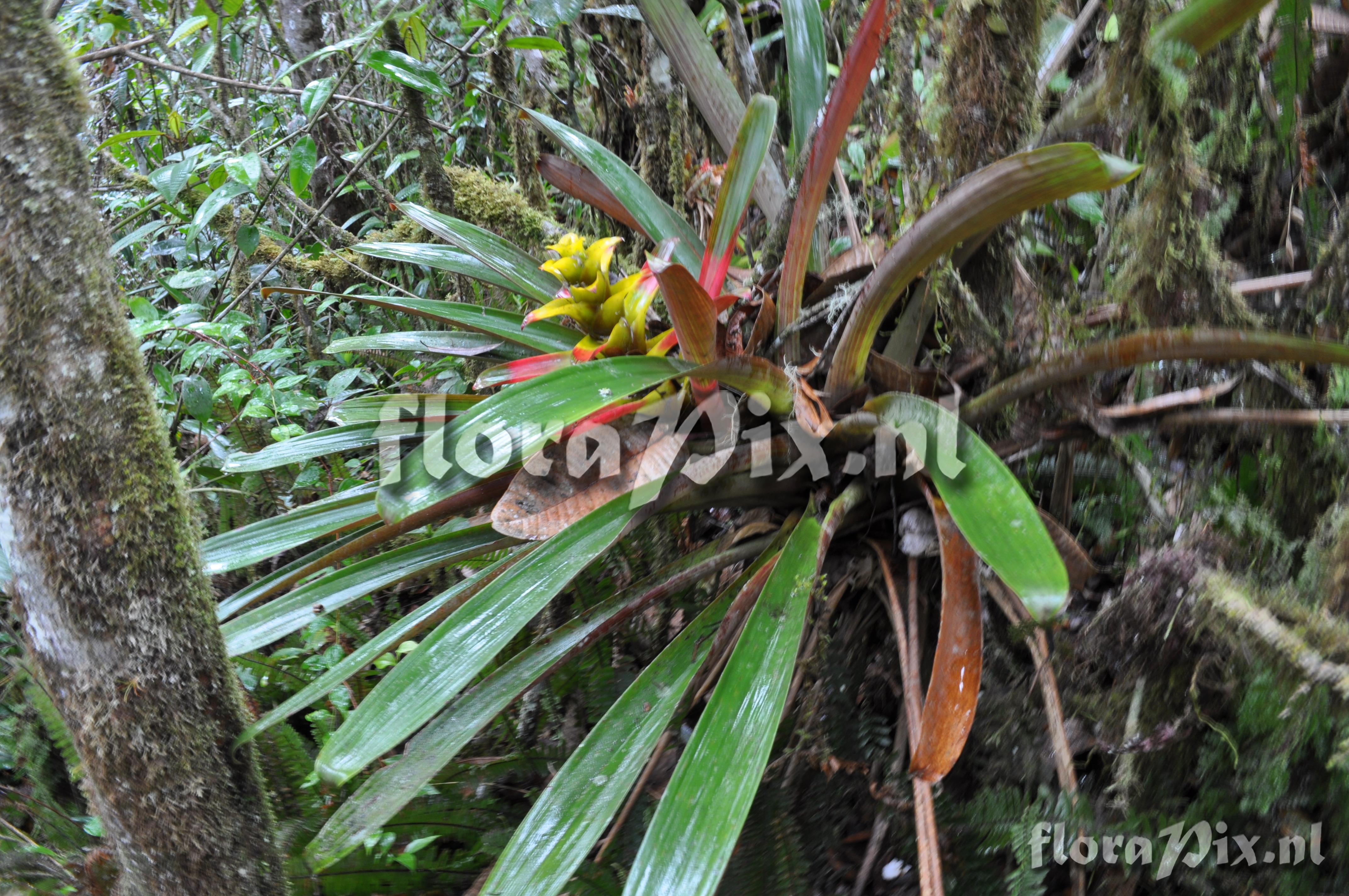 Guzmania squarrosa