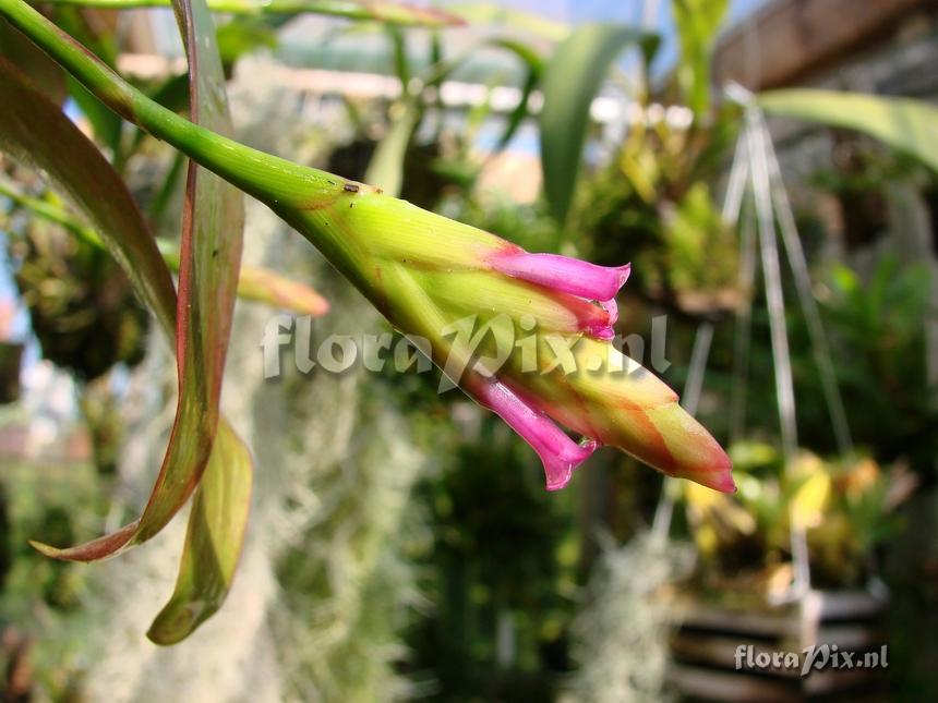 Tillandsia complanata