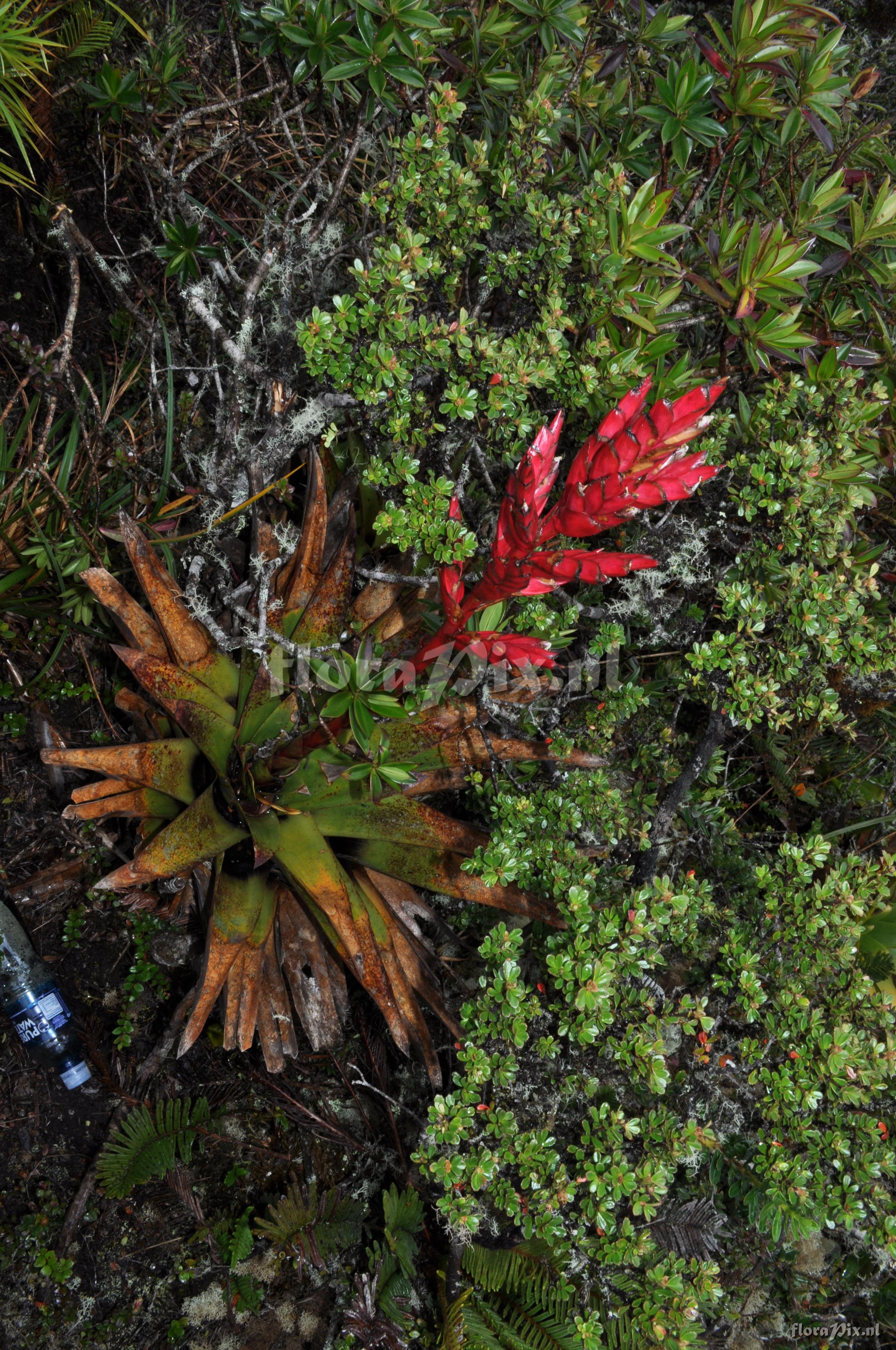 Tillandsia aff. fendleri 