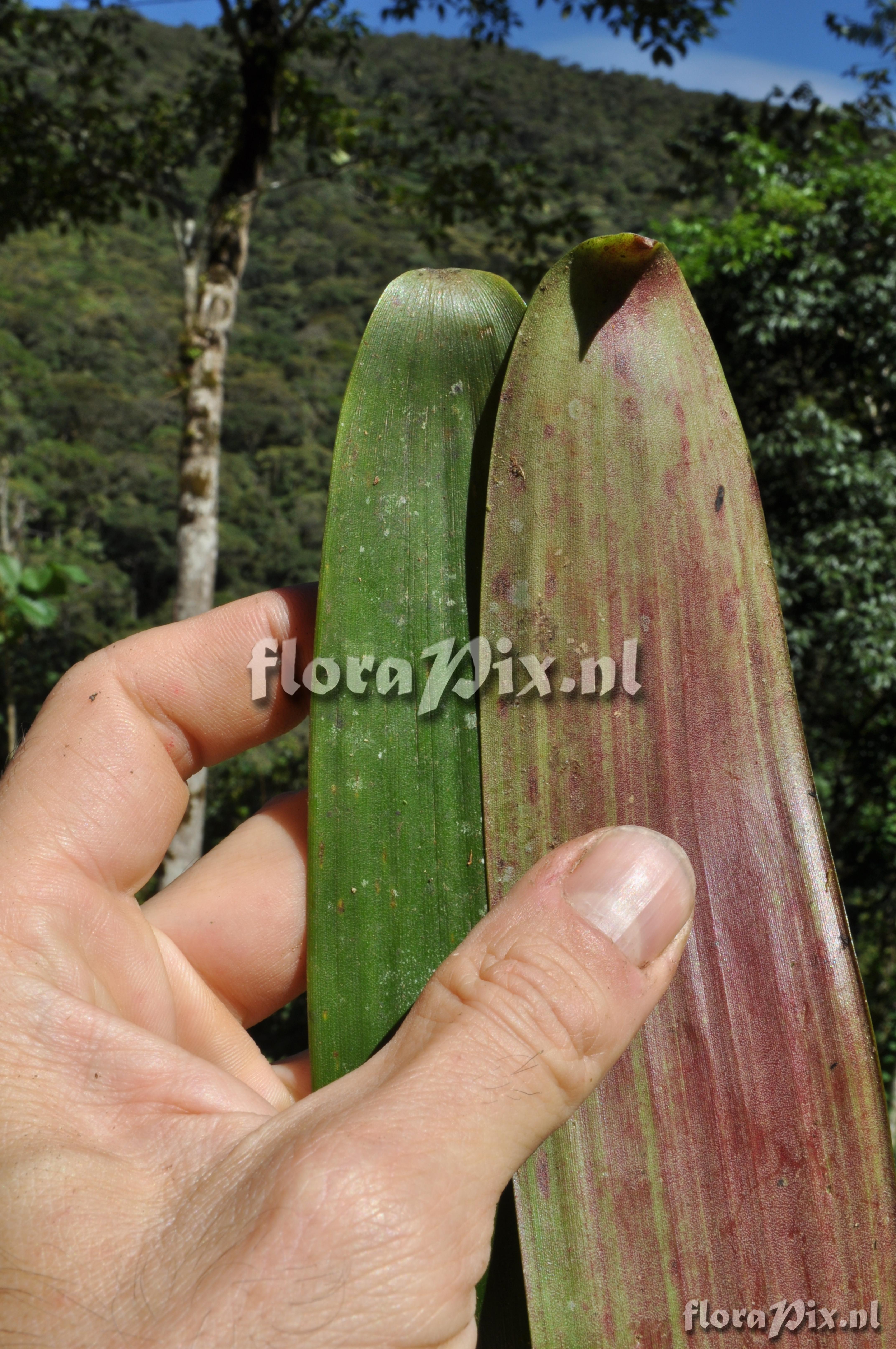 Guzmania squarrosa