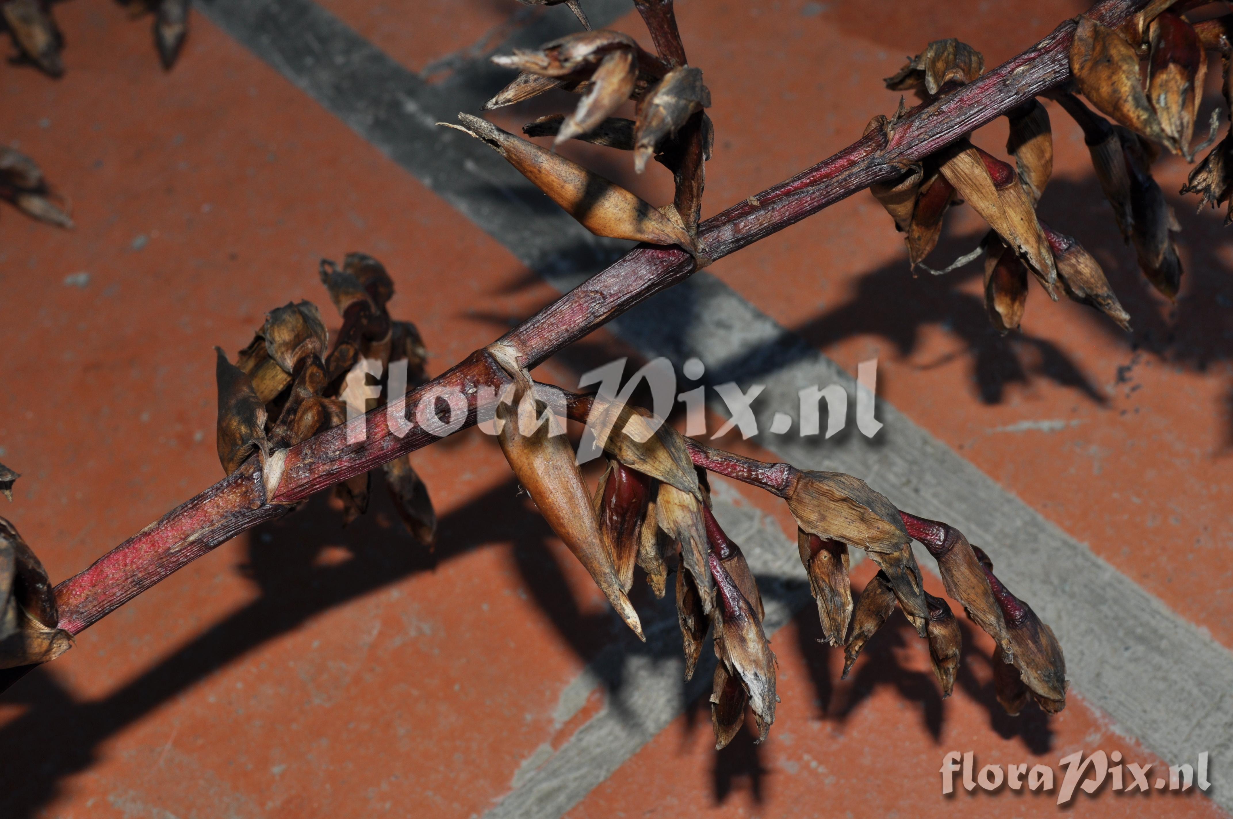 Mezobromelia fulgens L.B. Sm.