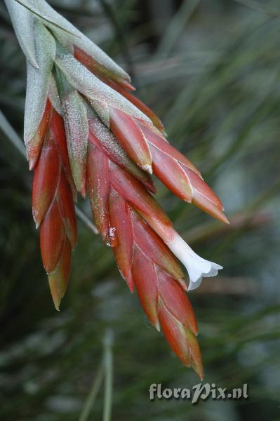 Tillandsia cf