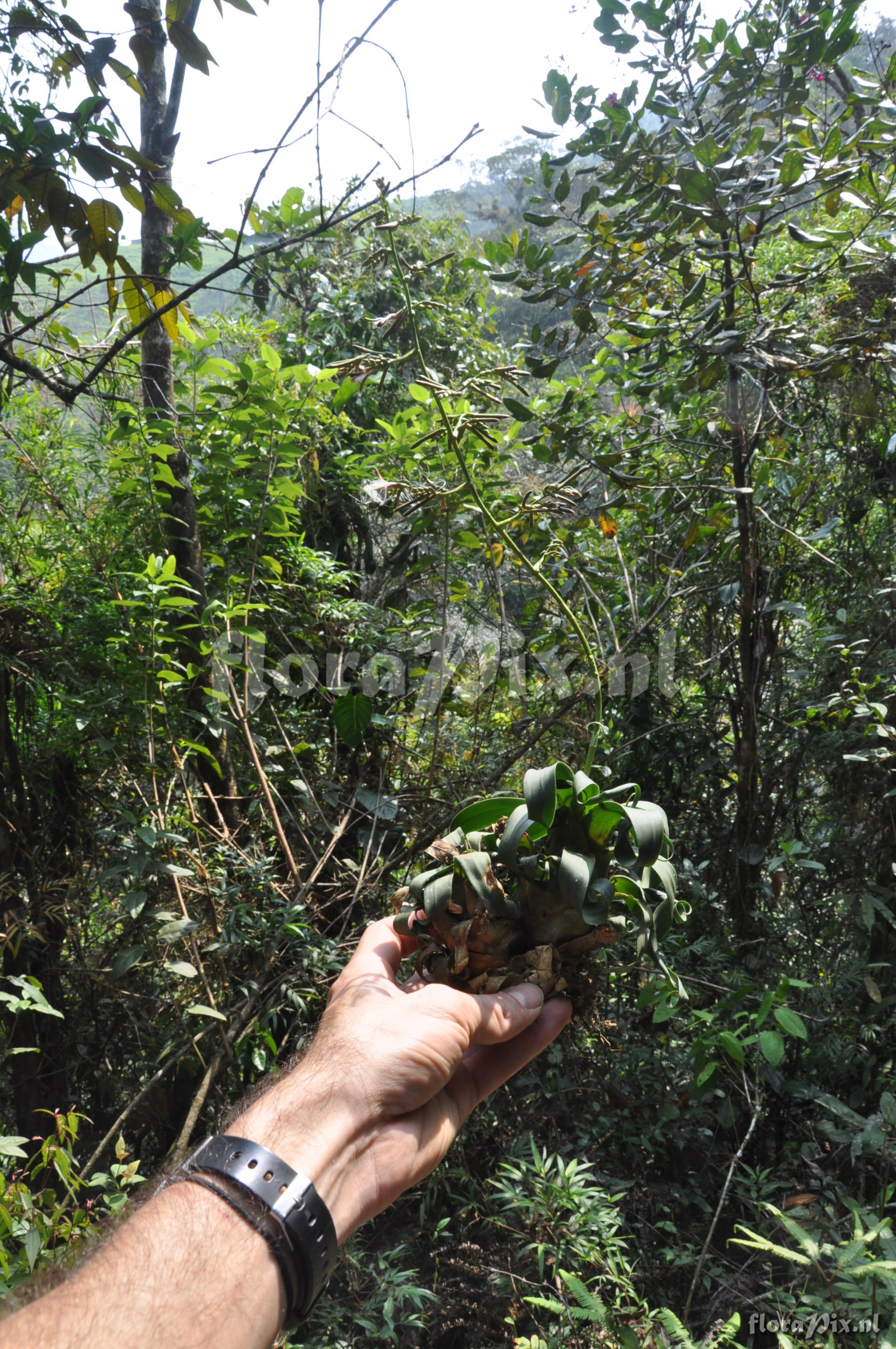 Racinaea cf. ropalocarpa (Andr) M.A. Spencer & L.B. Sm.