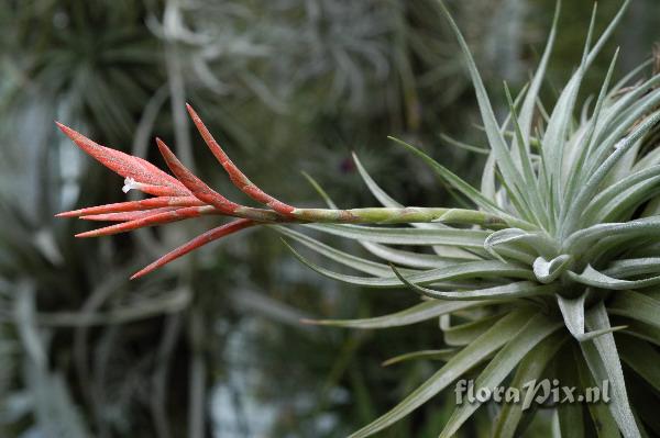 Tillandsia didisticha