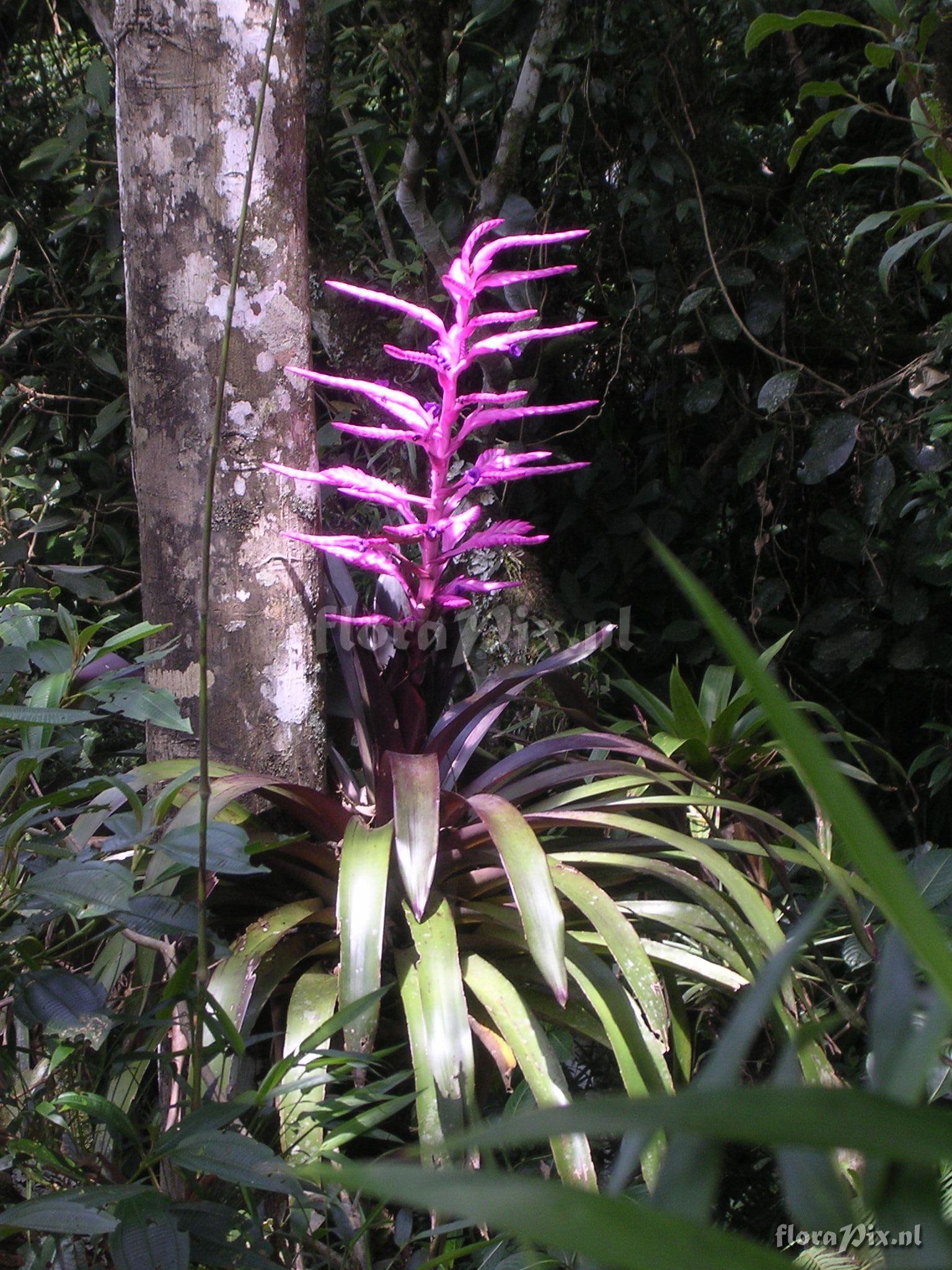 Tillandsia platyrhachis Mez