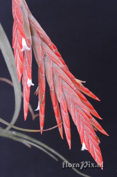 Tillandsia didisticha