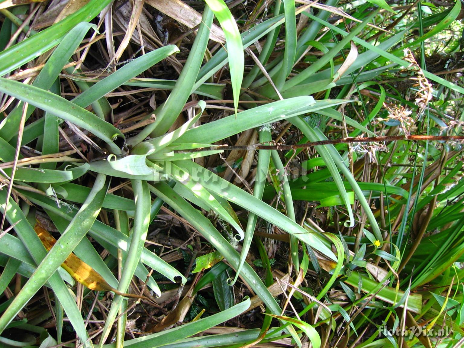 Racinaea tripinnata (Bak) M.A. Spencer & L.B. Smith