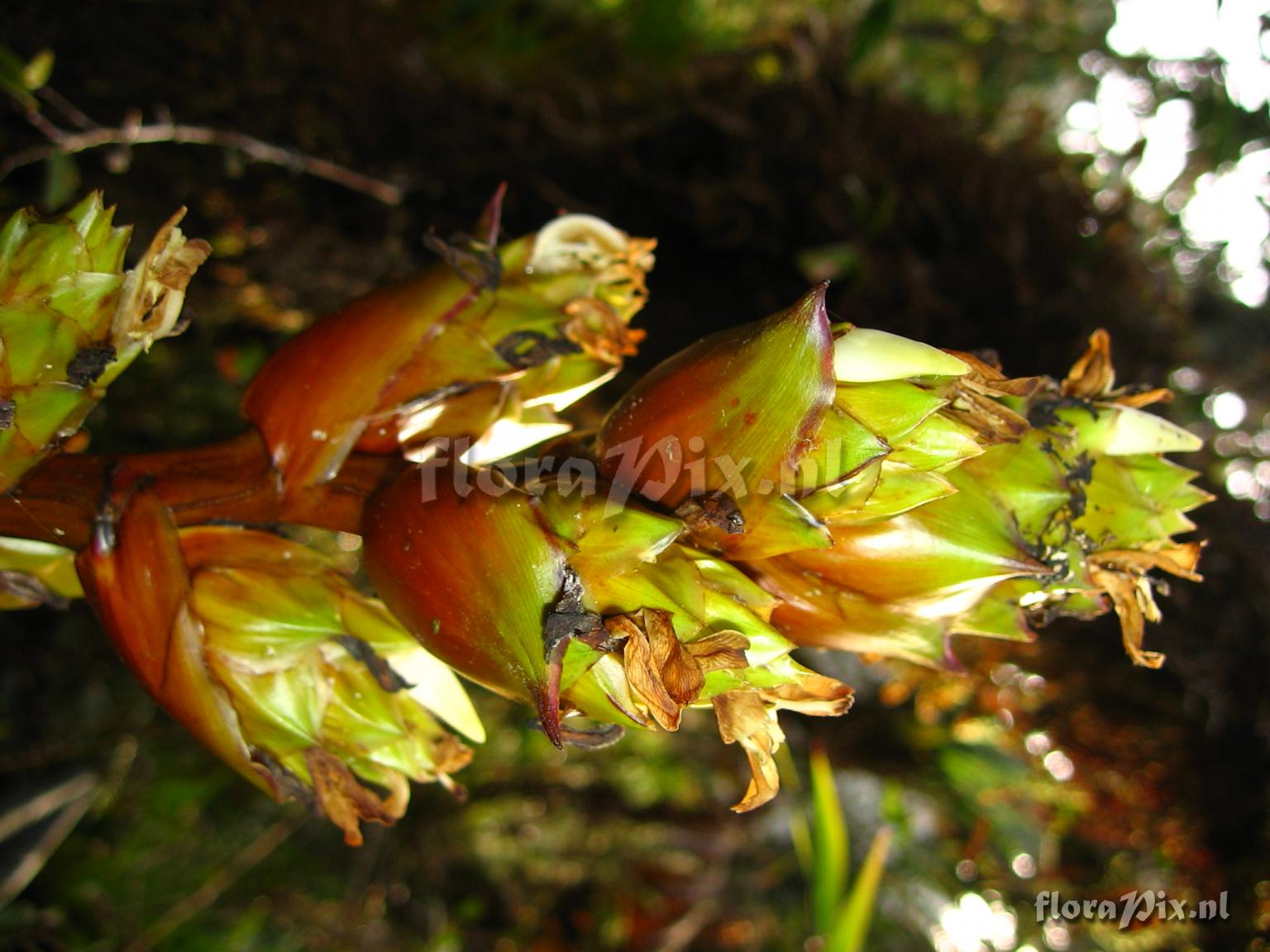 Guzmania atrocastanea H. Luther