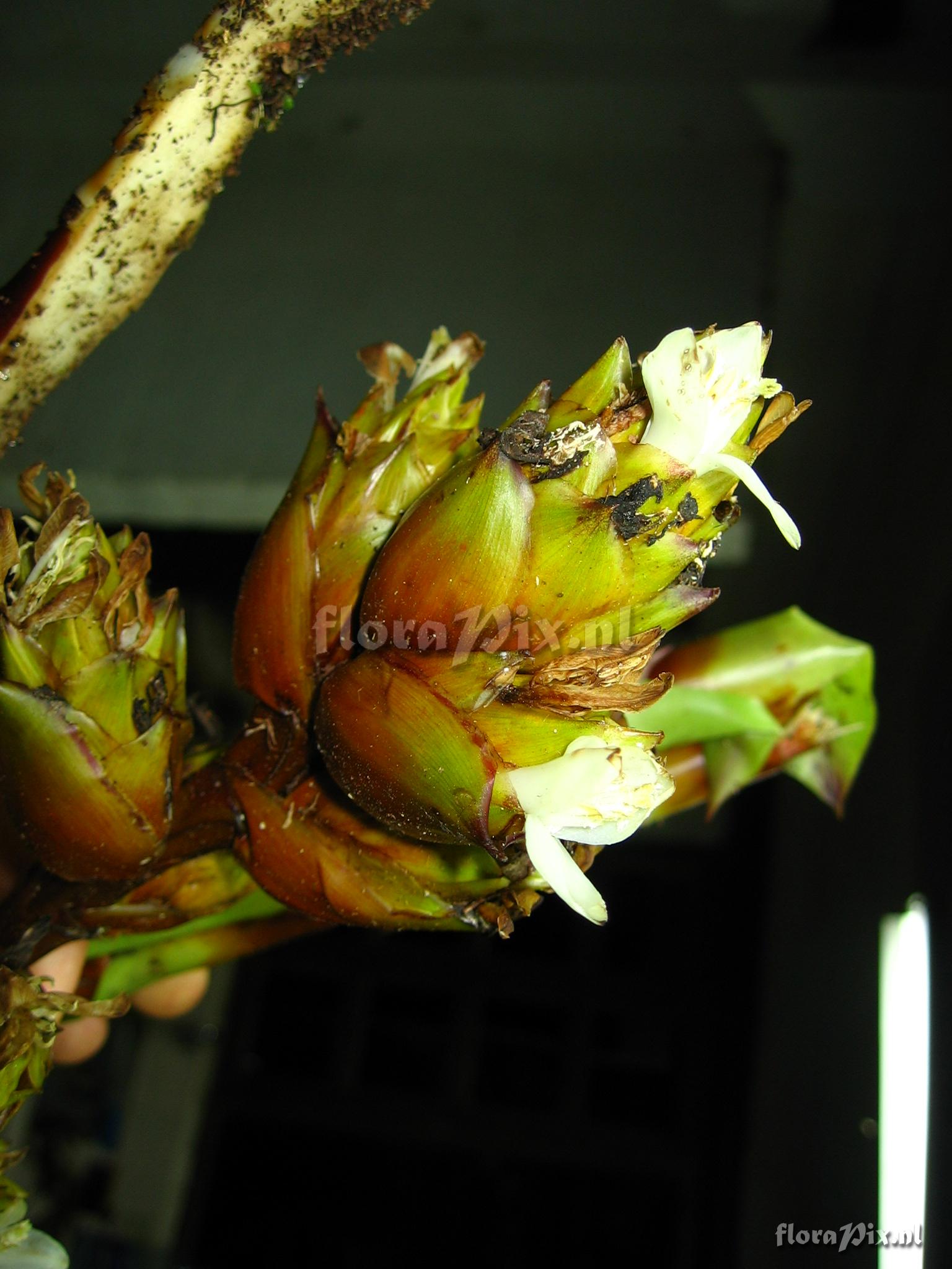 Guzmania atrocastanea H. Luther