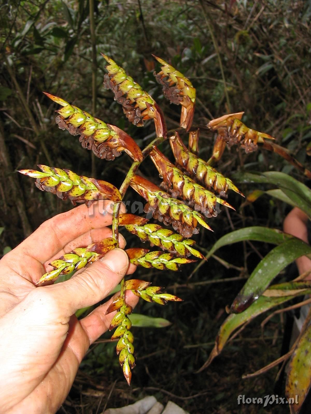 Racinaea riocreuxii (Andr) M.A. Spencer & L. B. Sm.