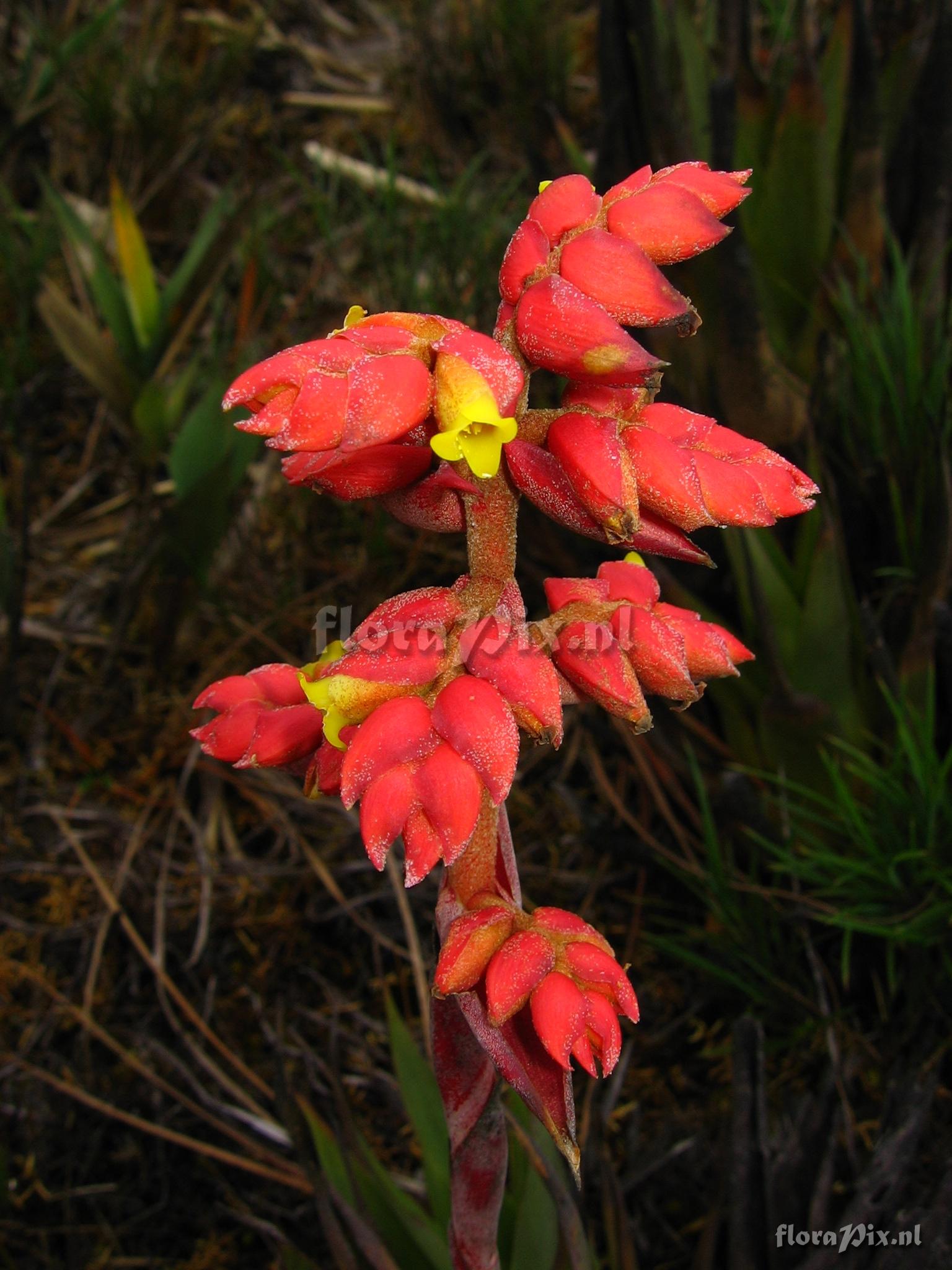 Racinaea tetrantha cf var. aurantiaca 