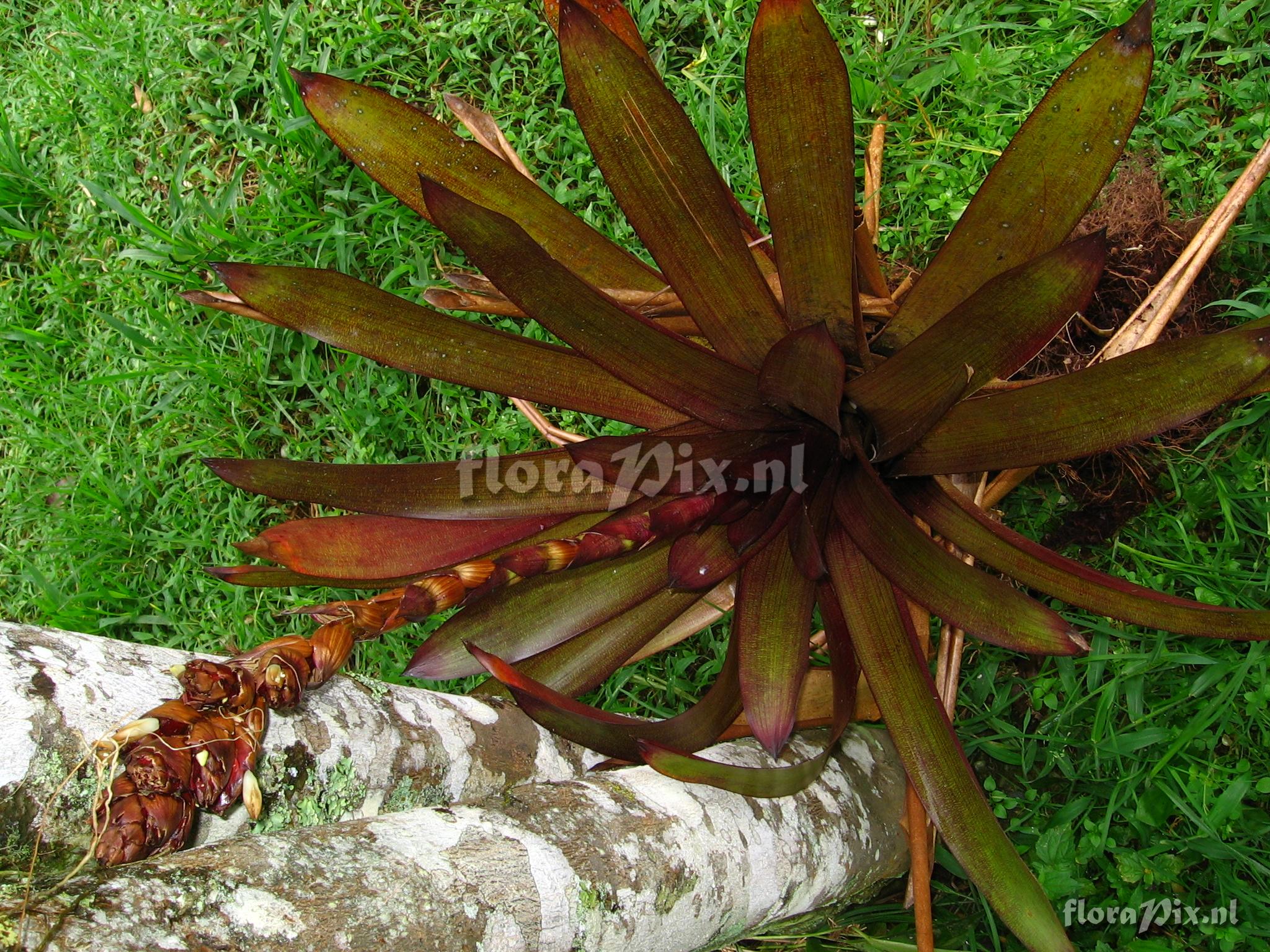 Guzmania sp. nov. 