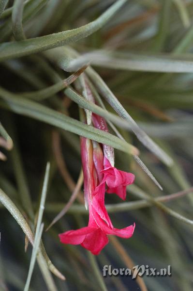 Tillandsia dorothea