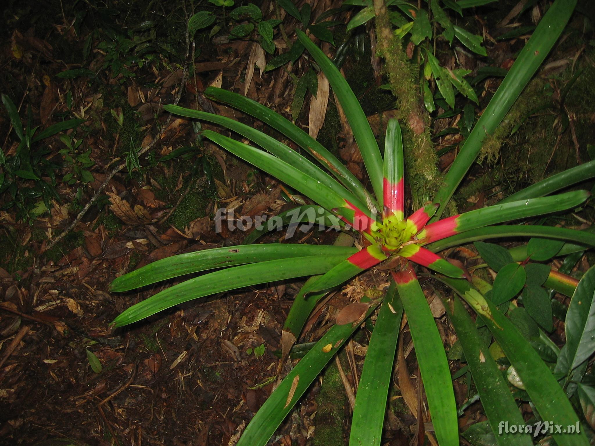 Guzmania squarrosa (Mez & Sodiro) L.B. Smith & Pittd.