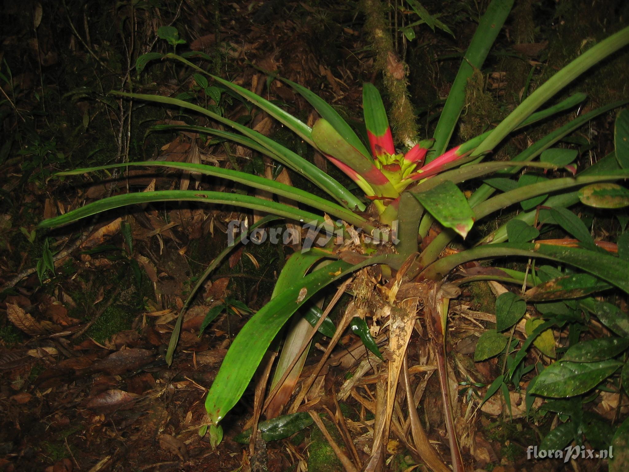 Guzmania squarrosa (Mez & Sodiro) L.B. Smith & Pittd.