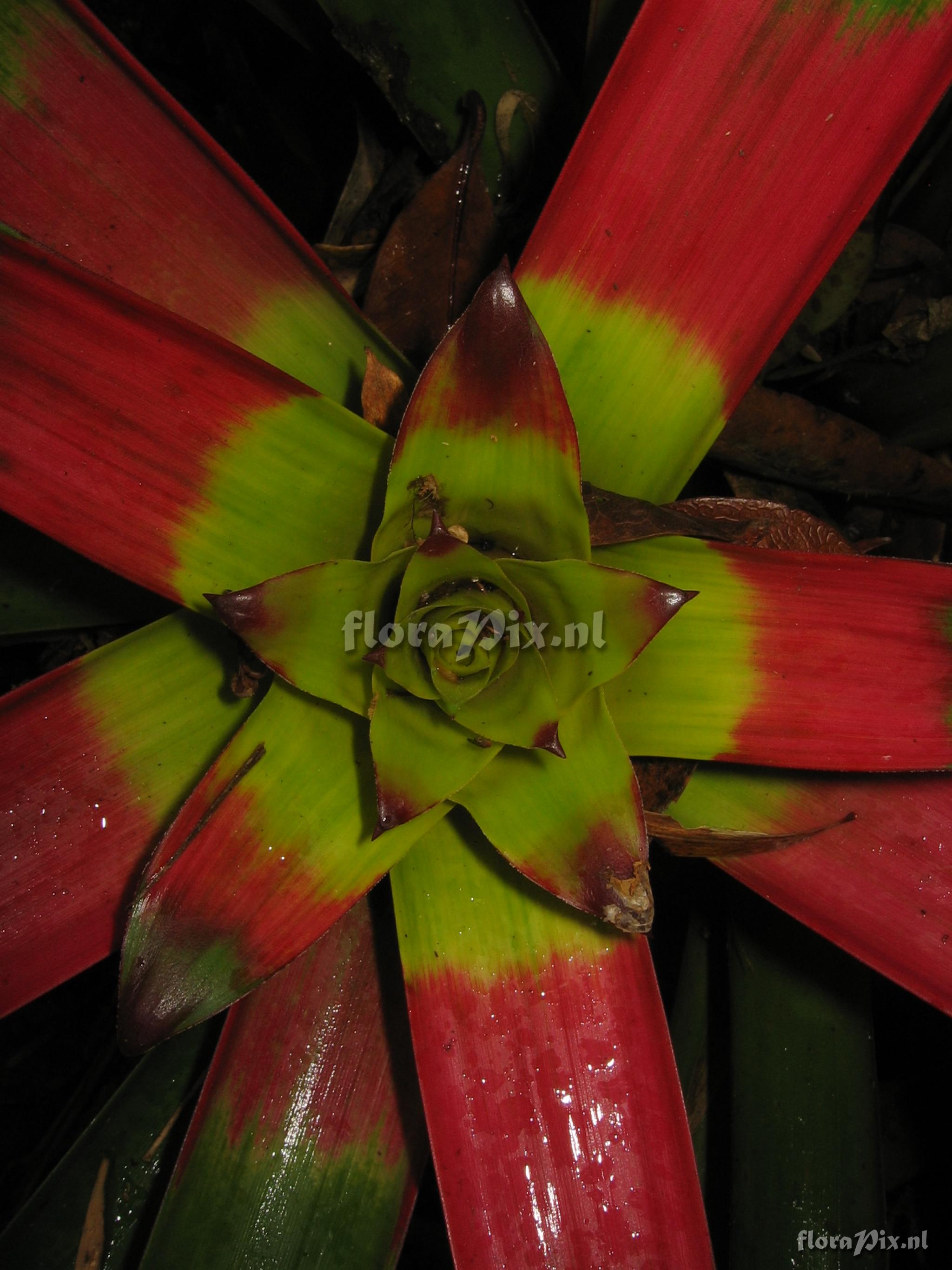 Guzmania squarrosa (Mez & Sodiro) L.B. Smith & Pittd.