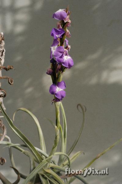 Tillandsia duratii var. duratii