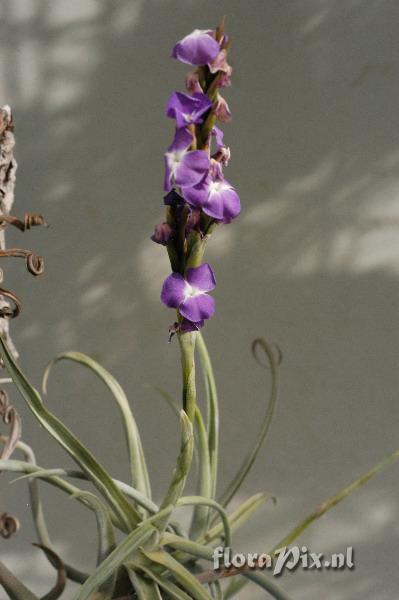 Tillandsia duratii var. duratii