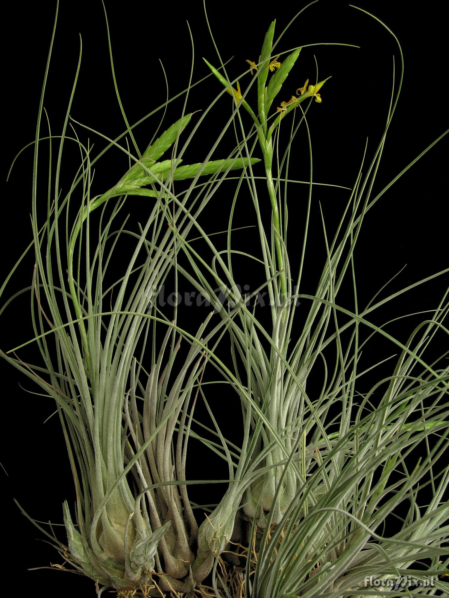 Tillandsia disticha