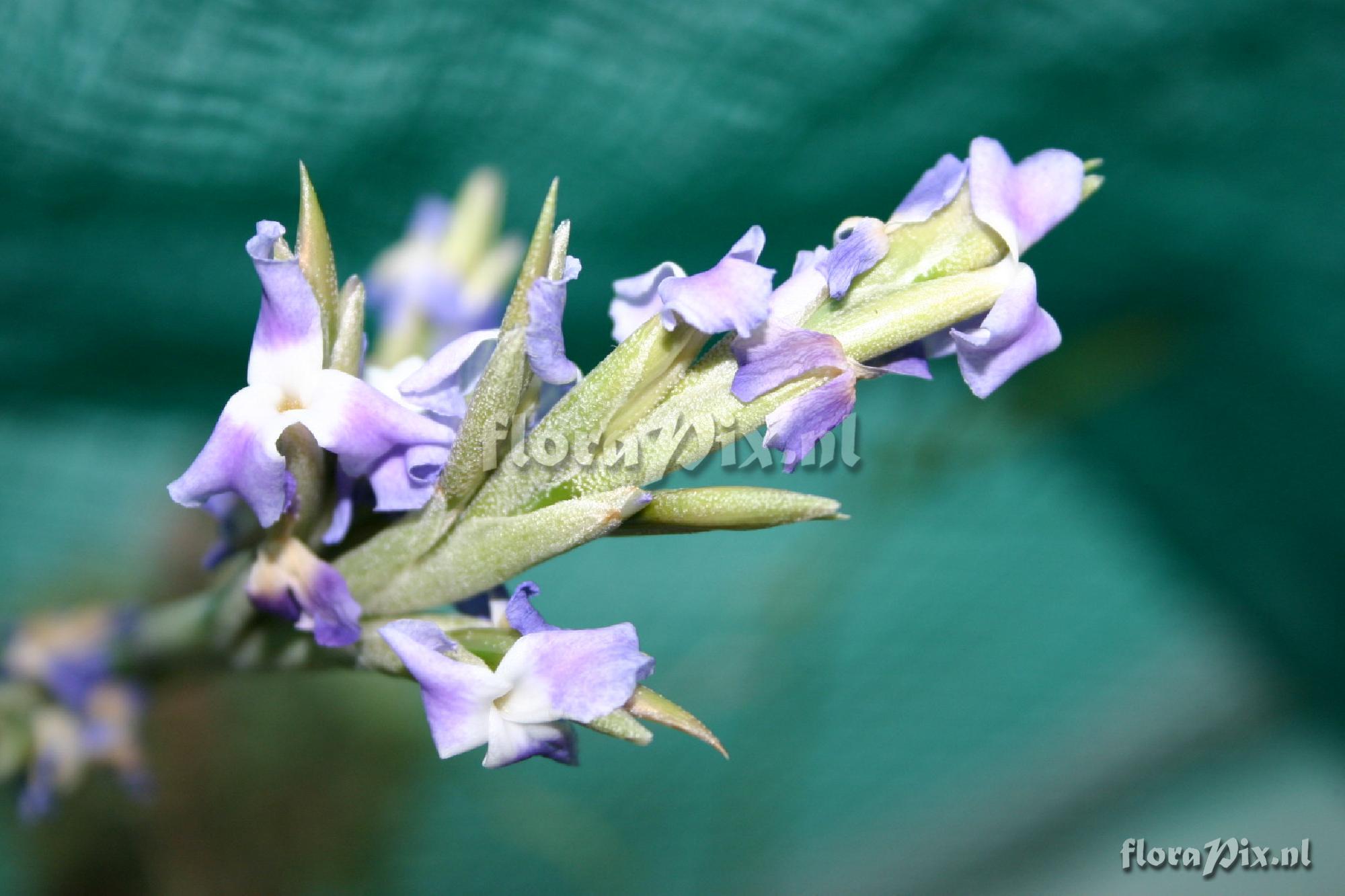 Tillandsia duratii