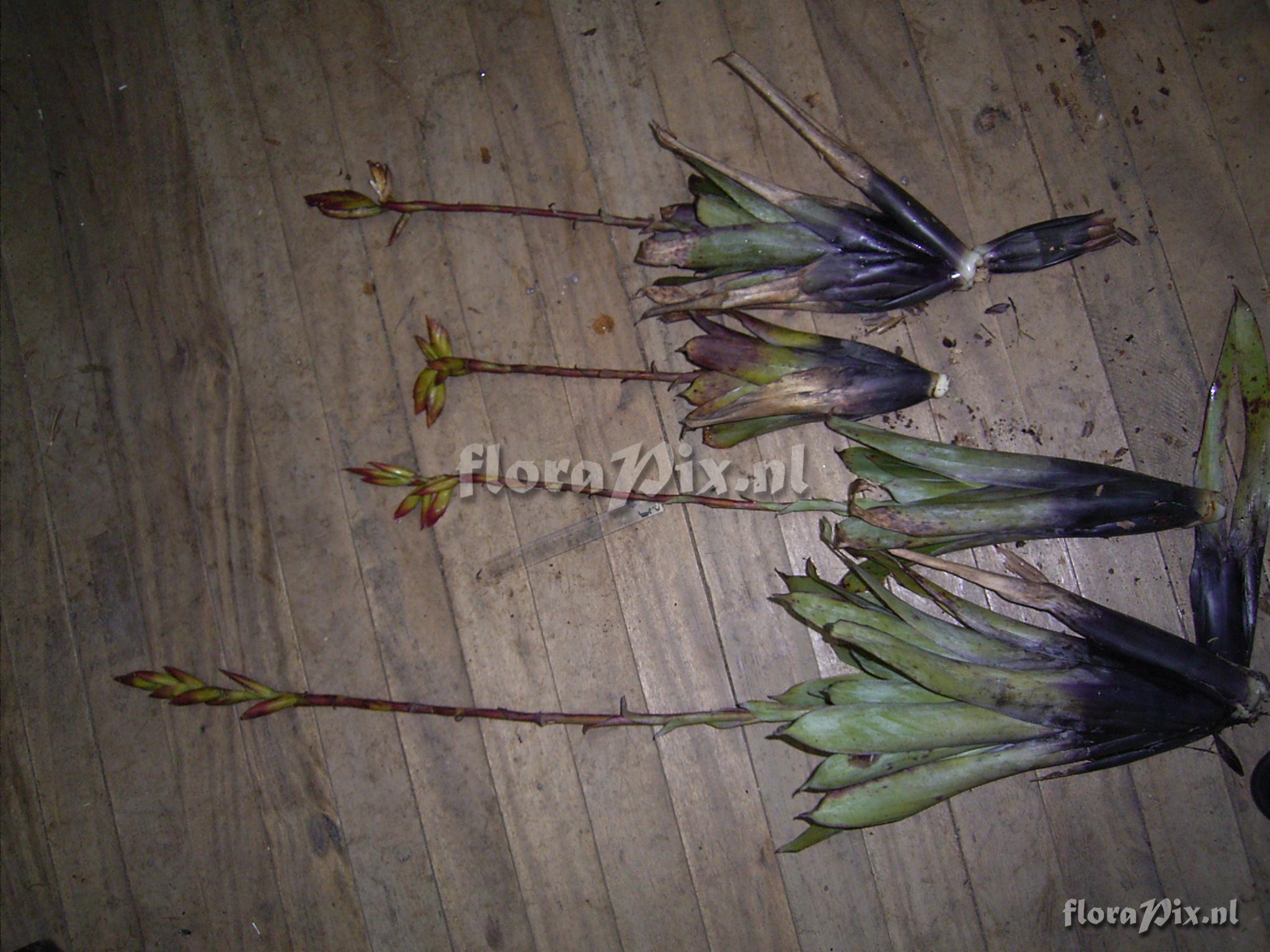 Tillandsia  