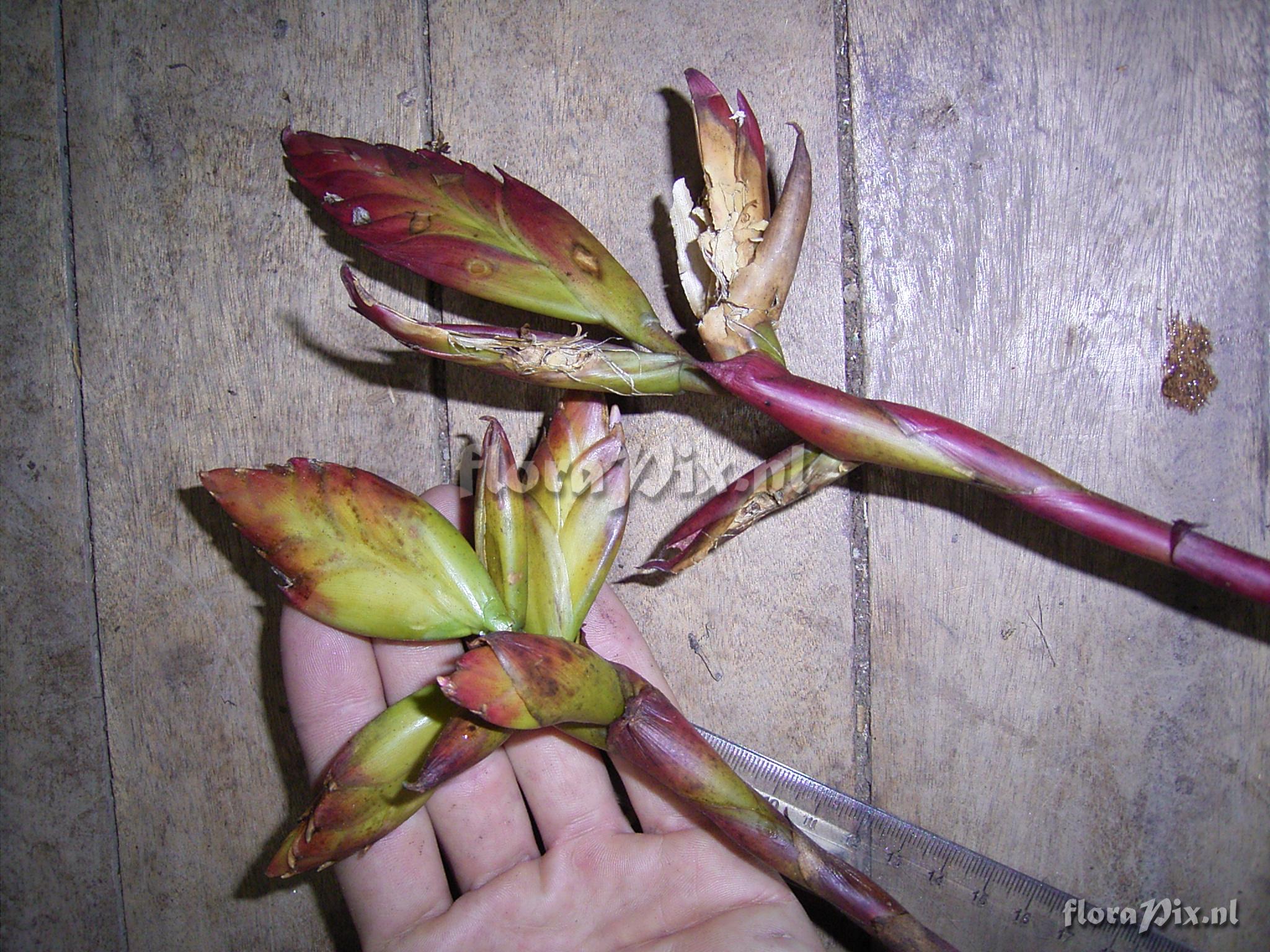 Tillandsia  