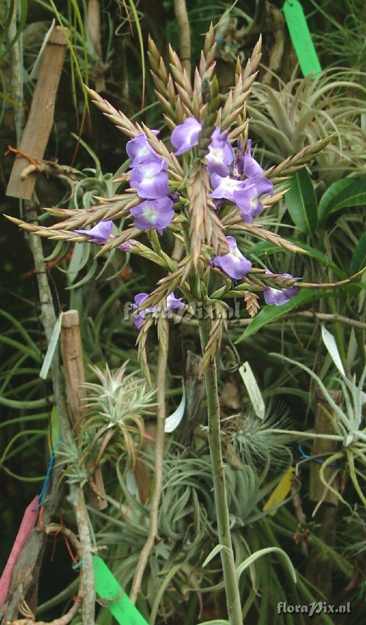 Tillandsia duratii