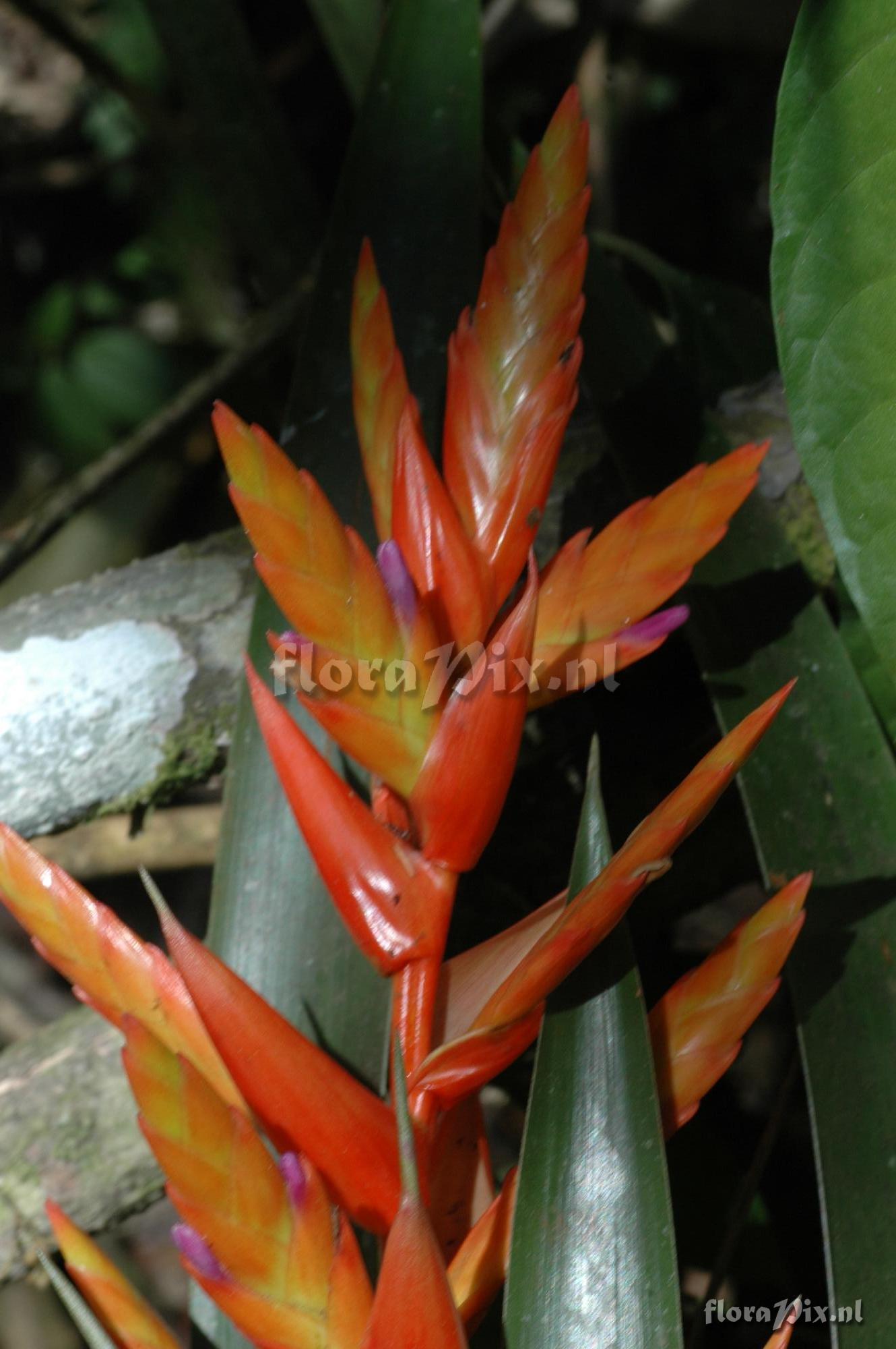 Tillandsia dudleyi