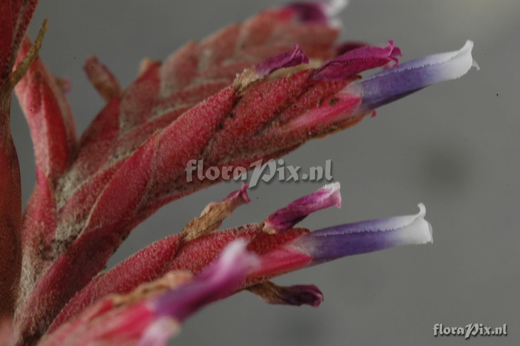 Tillandsia appendiculata (Vriesea)