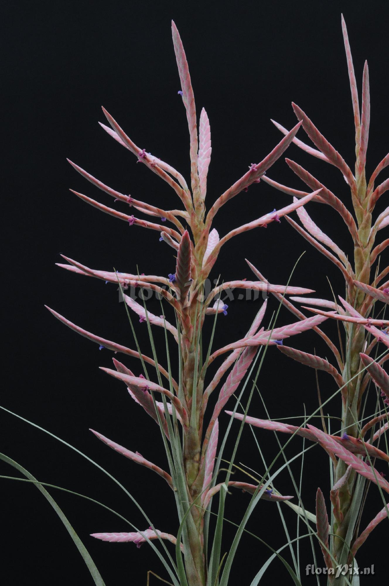 Tillandsia appenii