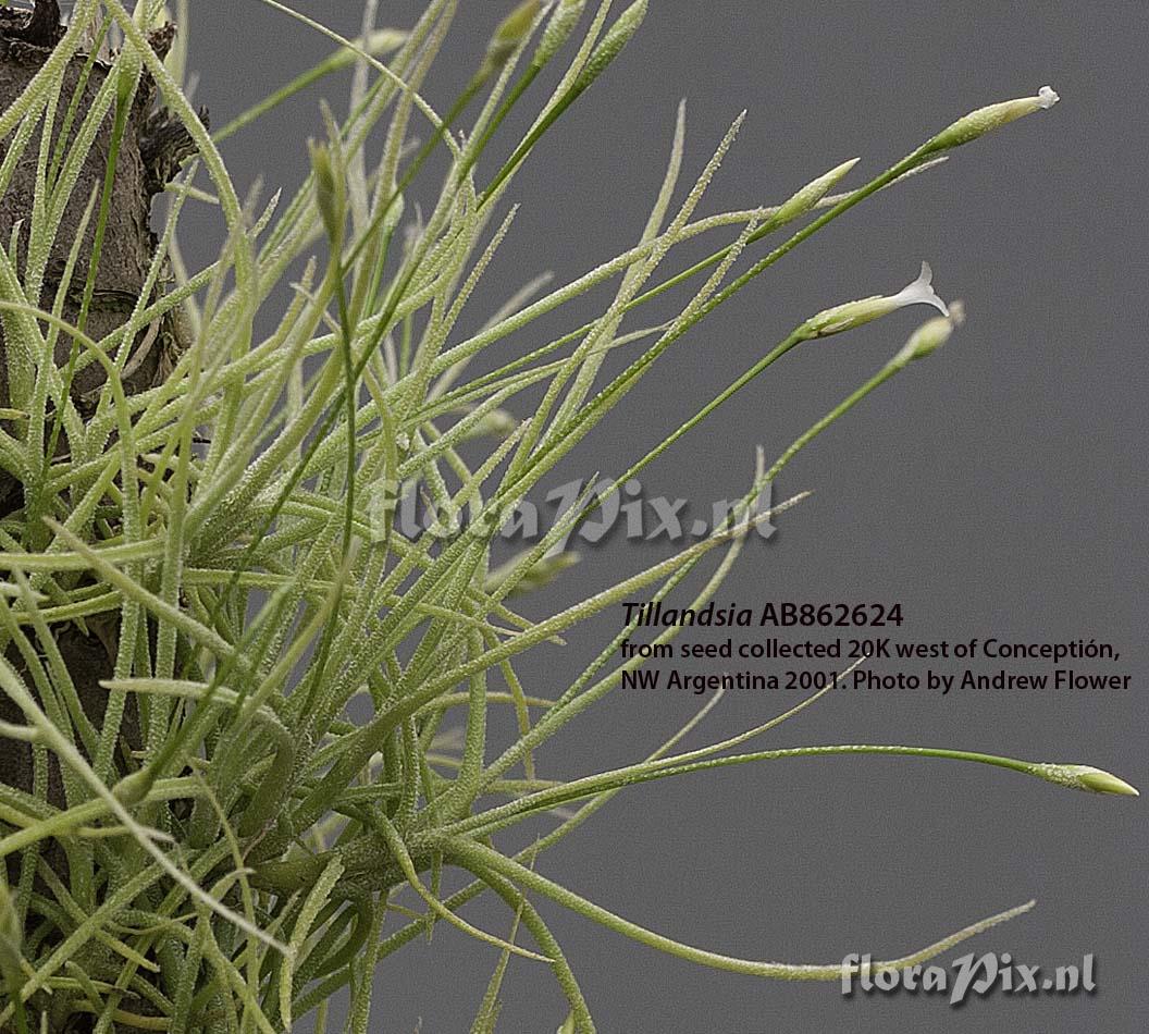 Tillandsia recurvata