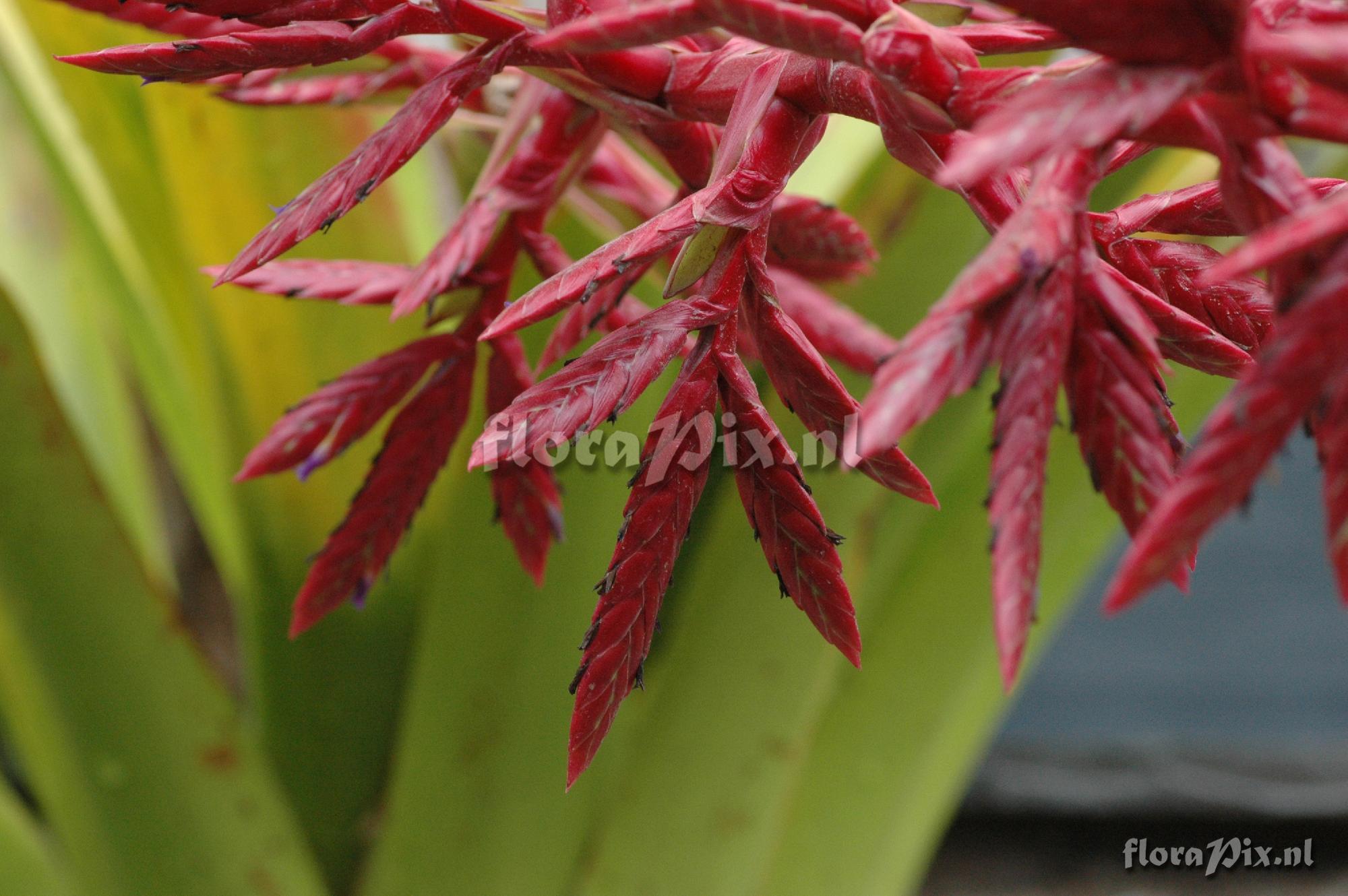 Tillandsia cf. tovarensis