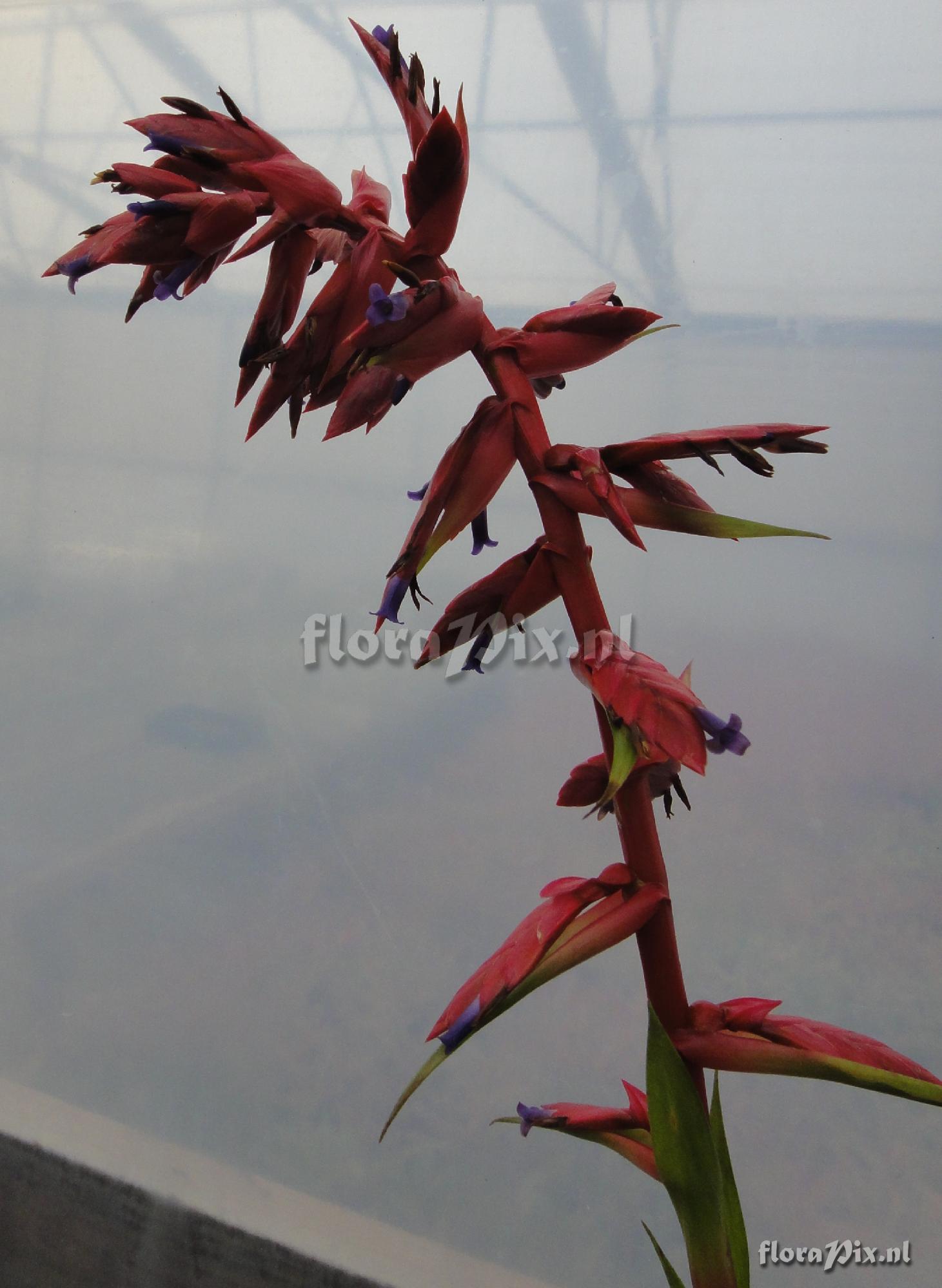 Tillandsia rubella