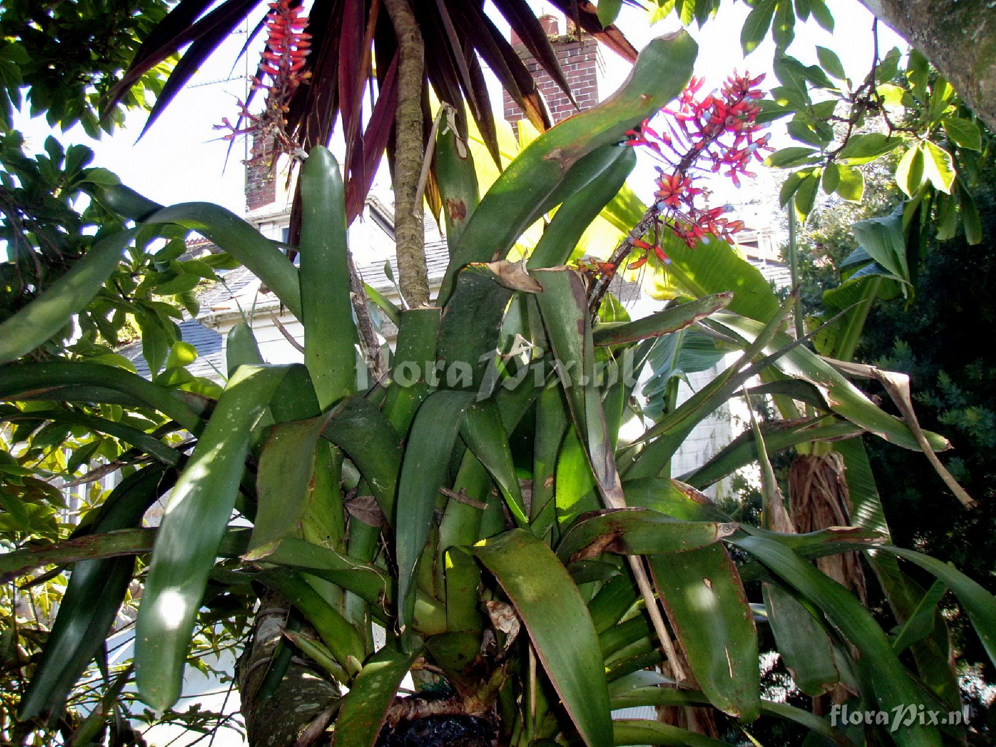 Aechmea sp