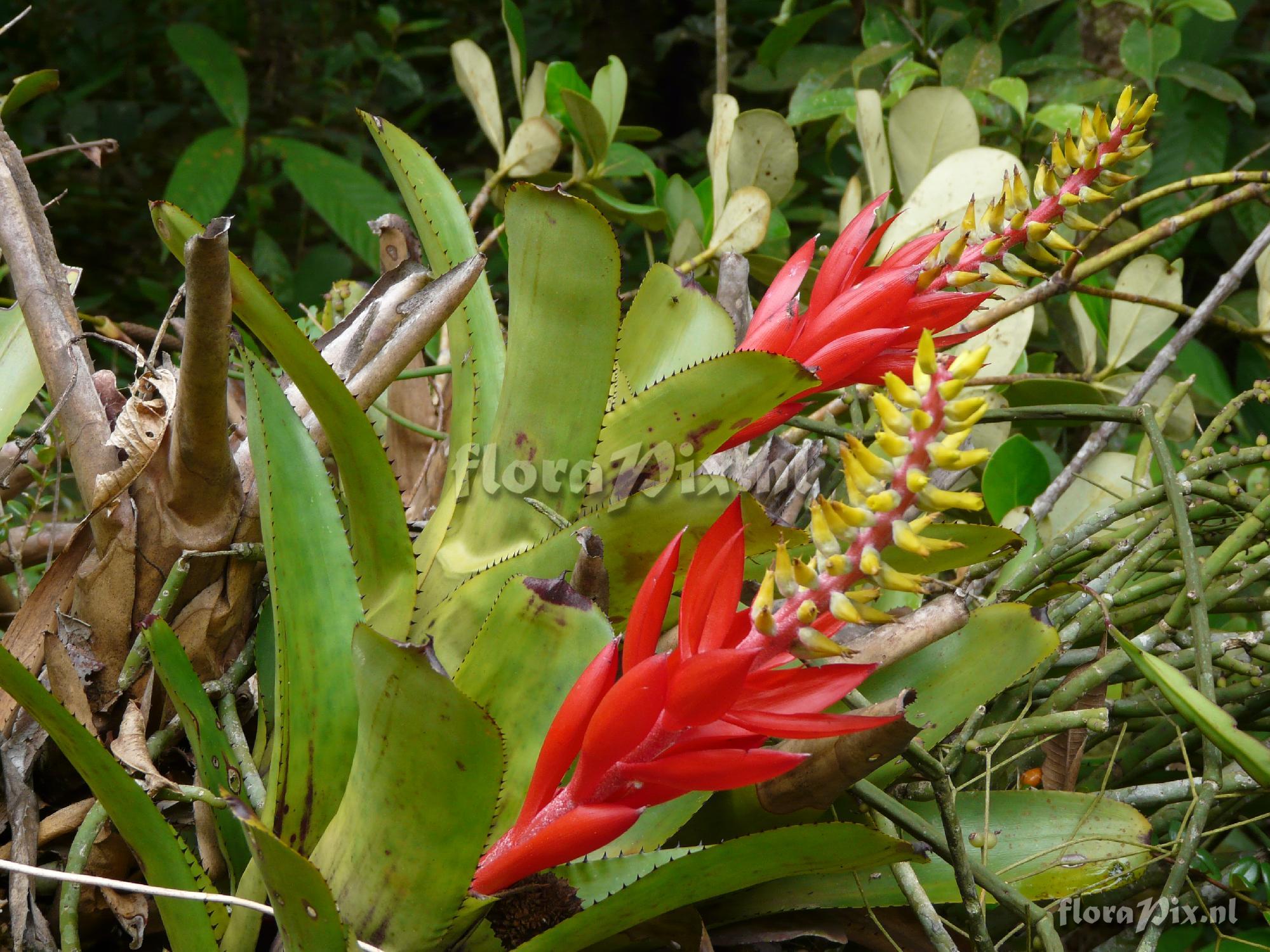 Aechmea nudicaulis