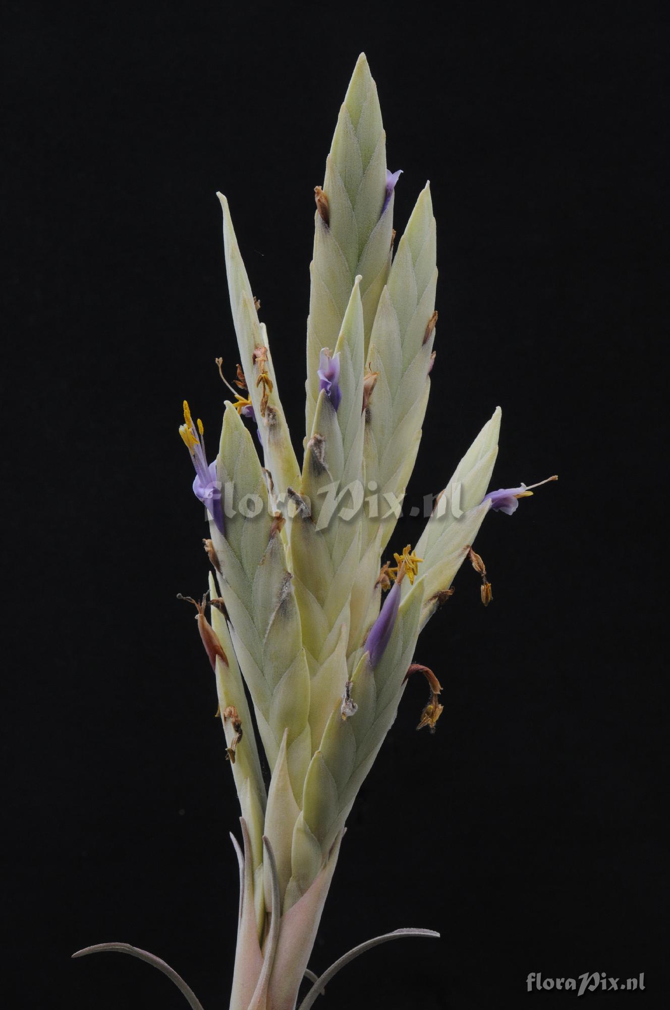 Tillandsia zacapanensis