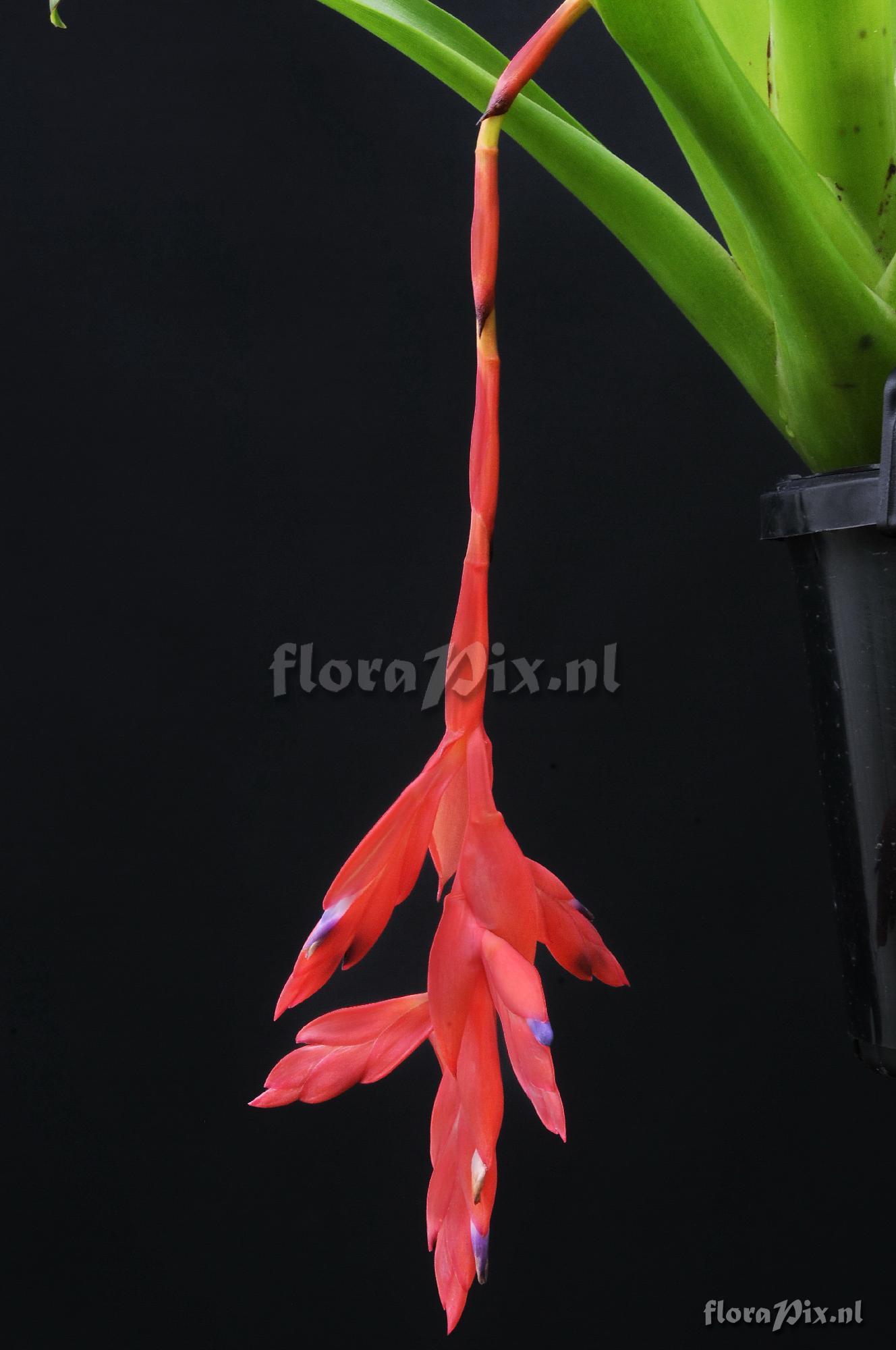 Tillandsia brevilingua